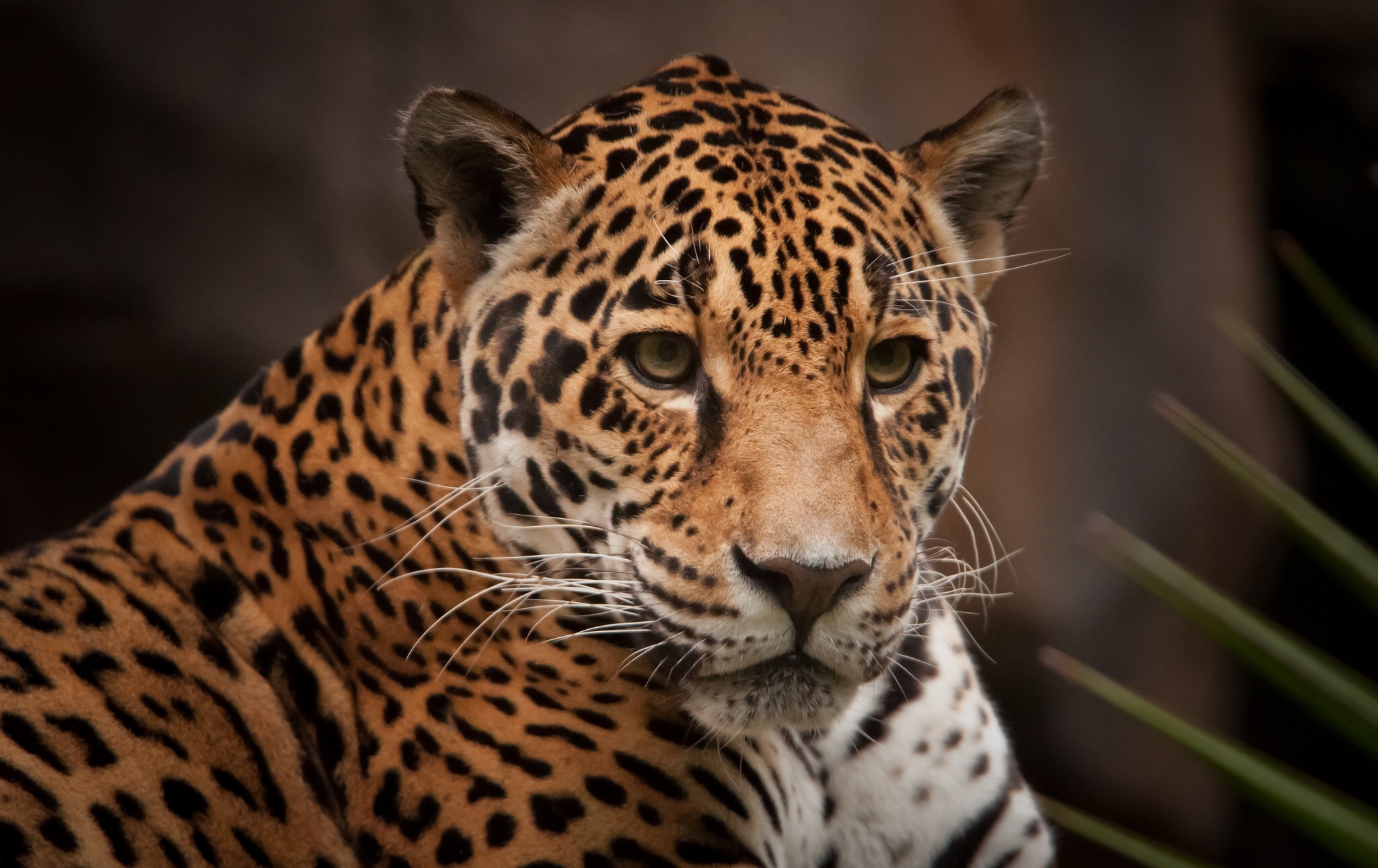 Free download wallpaper Leopard, Cats, Animal on your PC desktop