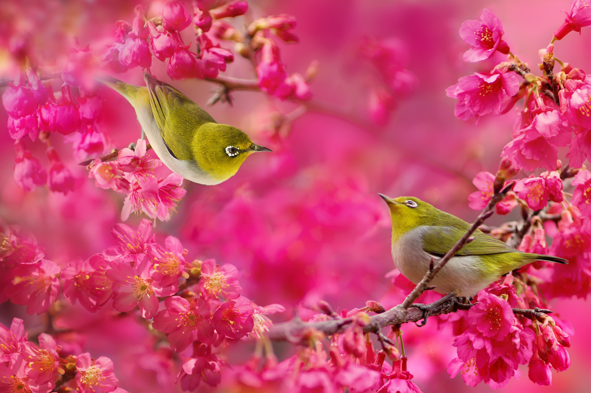 351236 baixar papel de parede animais, olho branco japonês, pássaro, ramo, natureza, rosa, sakura, aves - protetores de tela e imagens gratuitamente