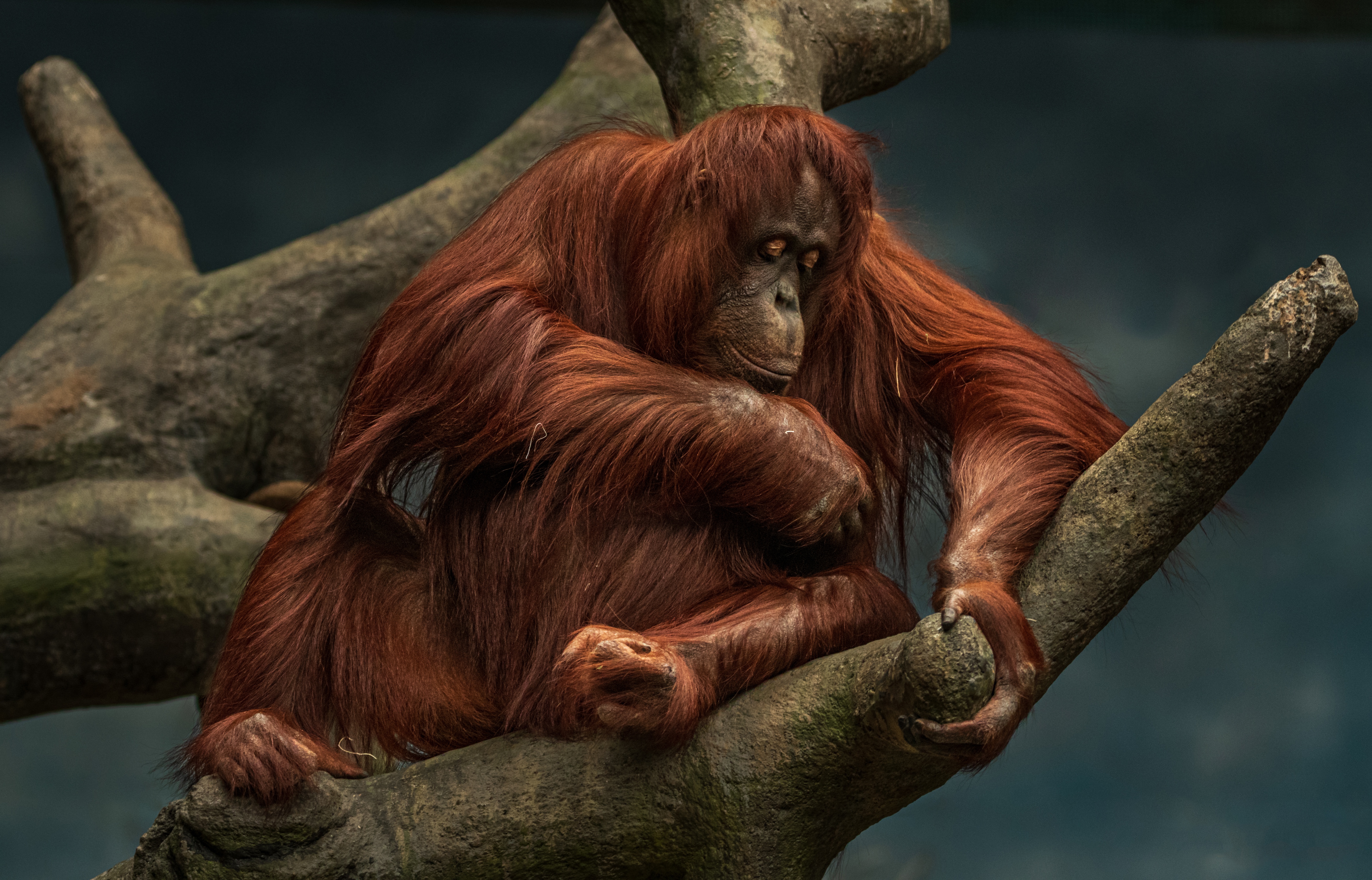 Descarga gratuita de fondo de pantalla para móvil de Animales, Monos, Mono, Primate, Pongo.