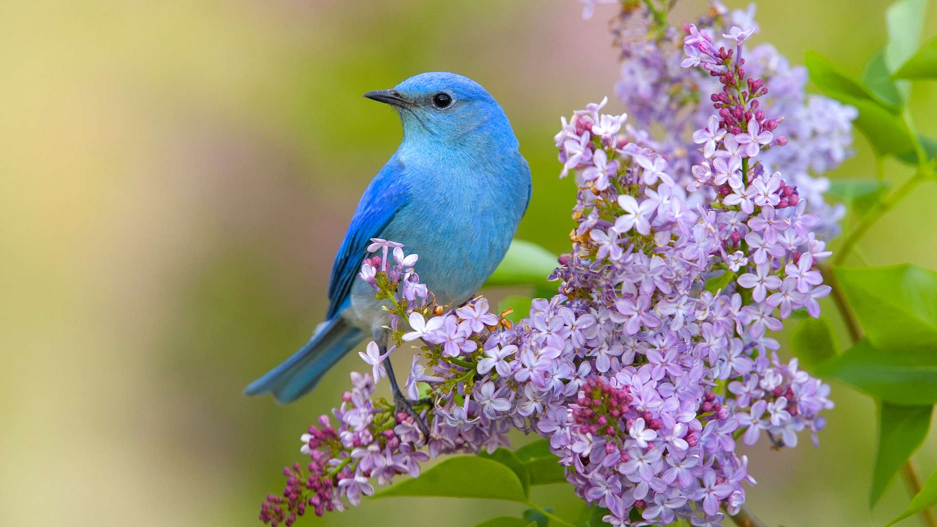 290912 télécharger l'image animaux, oiseau bleu, oiseau, fleur, merlebleu azuré, des oiseaux - fonds d'écran et économiseurs d'écran gratuits