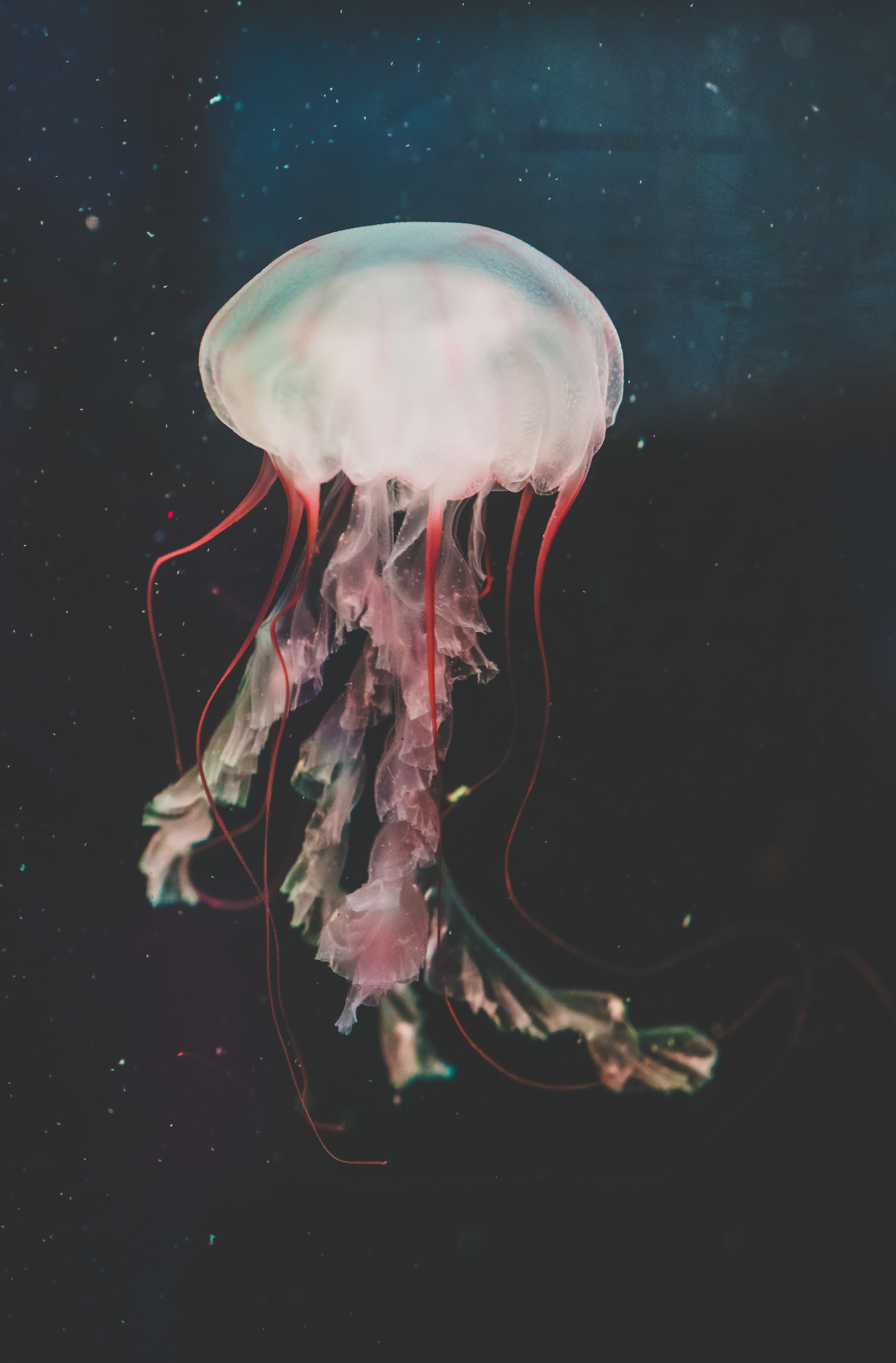 124906 descargar fondo de pantalla medusa, animales, agua, natación, mundo submarino, tentáculos, los tentáculos: protectores de pantalla e imágenes gratis