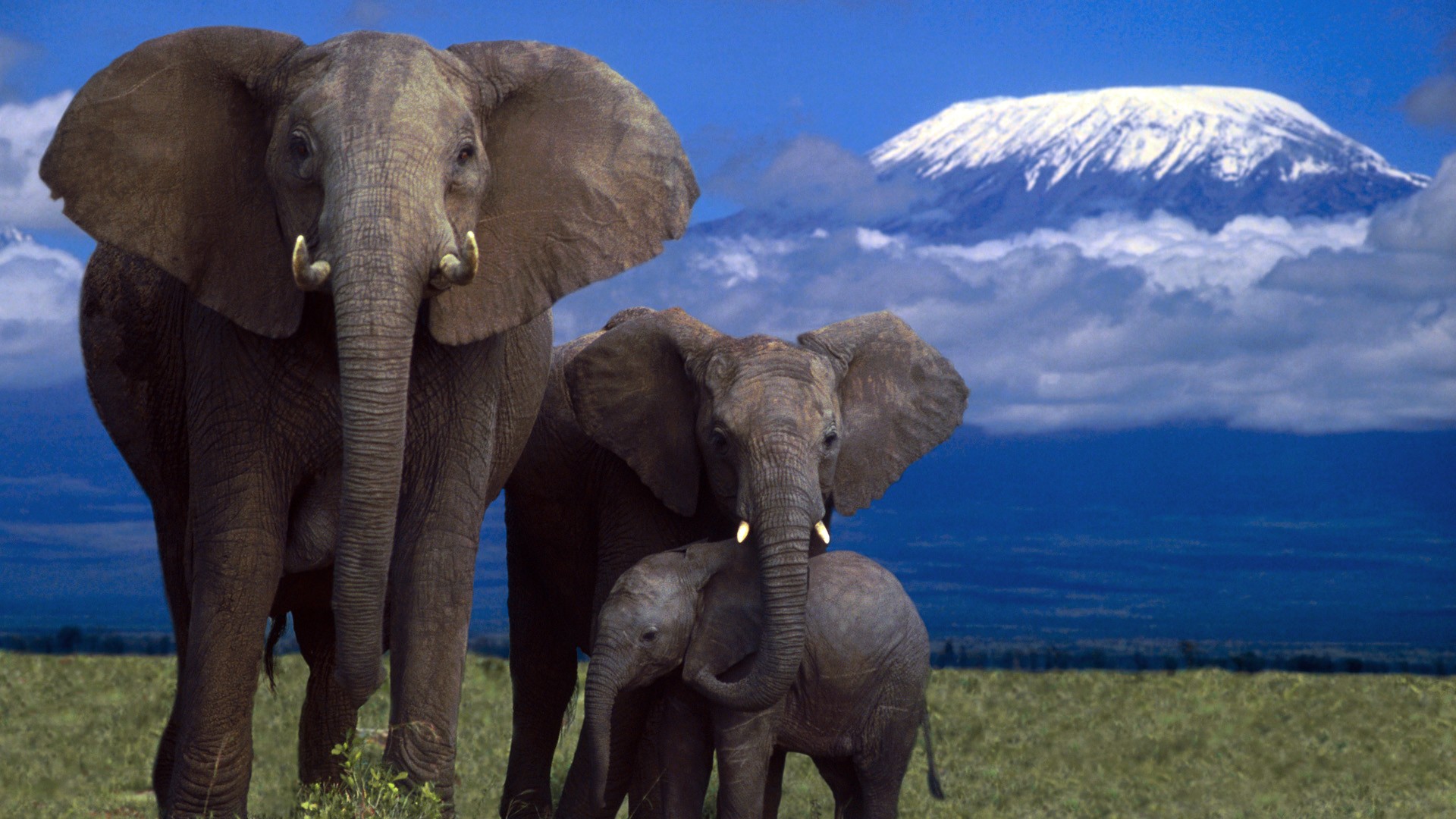 Скачать обои бесплатно Животные, Слоны, Гора, Африканский Слон, Детеныш Животного картинка на рабочий стол ПК