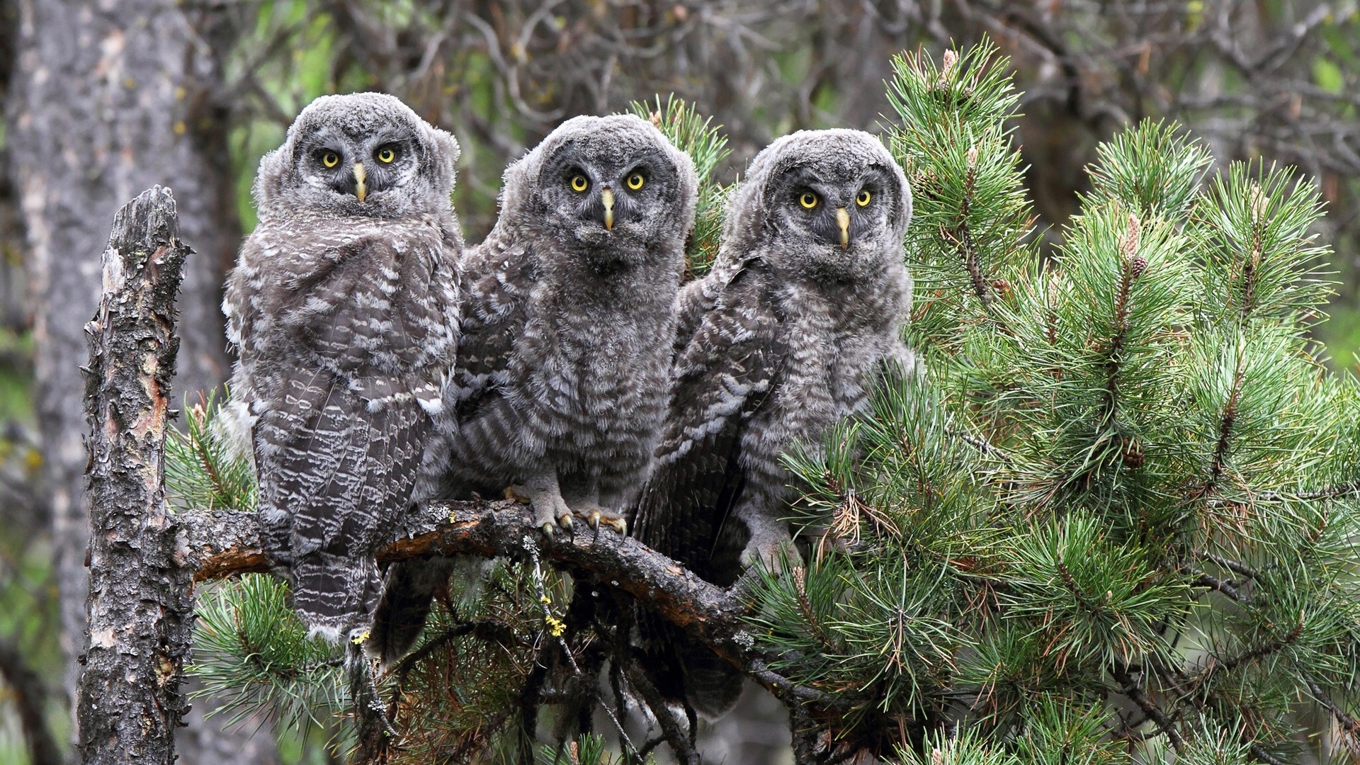 Téléchargez gratuitement l'image Animaux, Oiseau, Arbre, Hibou, Des Oiseaux sur le bureau de votre PC