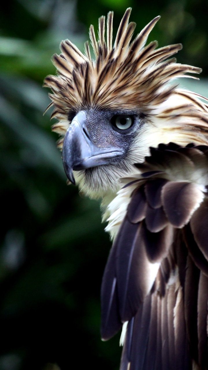 Descarga gratuita de fondo de pantalla para móvil de Animales, Aves, Águila Filipina.