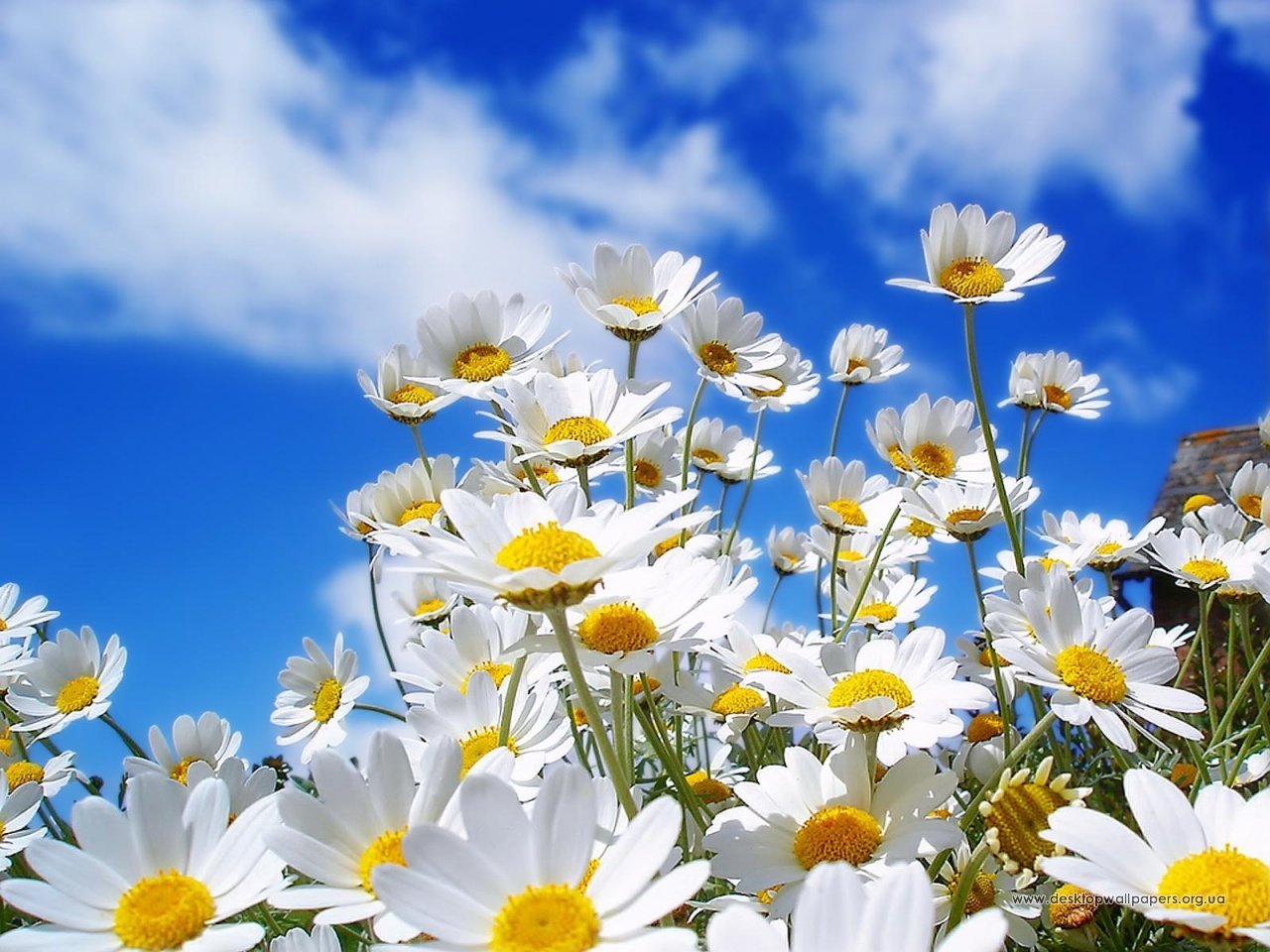 Download mobile wallpaper Camomile, Sky, Plants, Flowers for free.