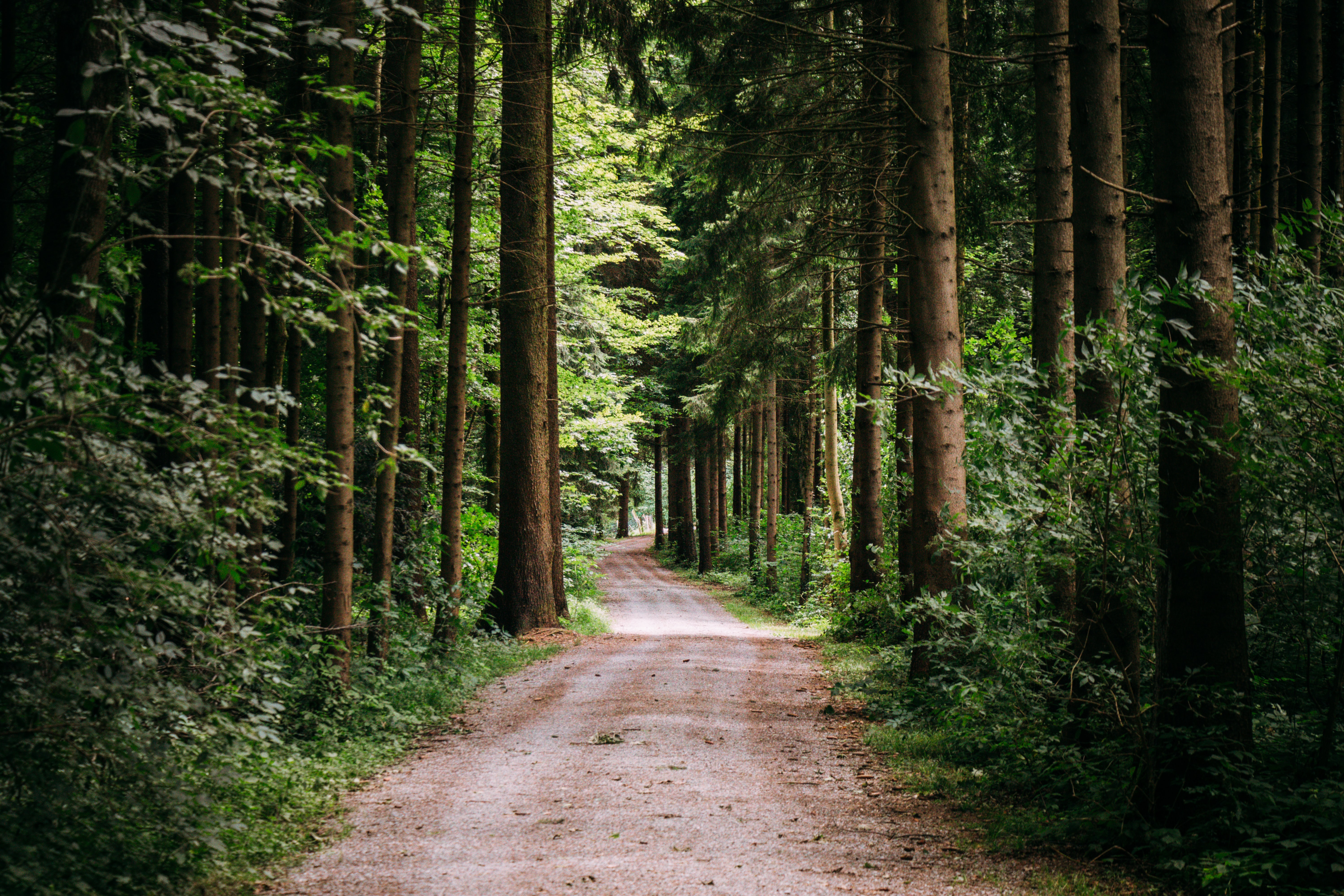path, nature, forest, trees, road wallpaper for mobile