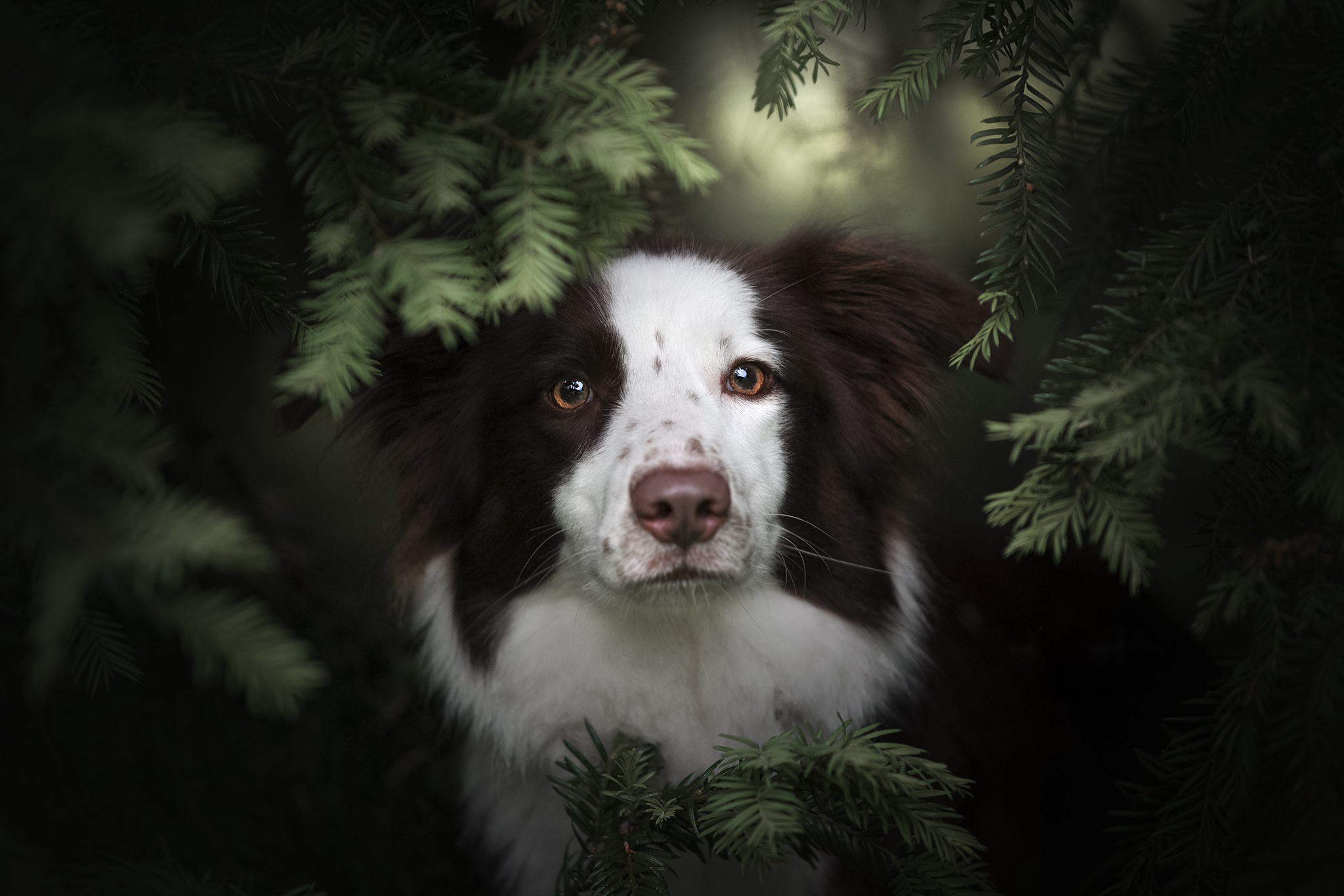 Die besten Waliser Schäferhund-Hintergründe für den Telefonbildschirm