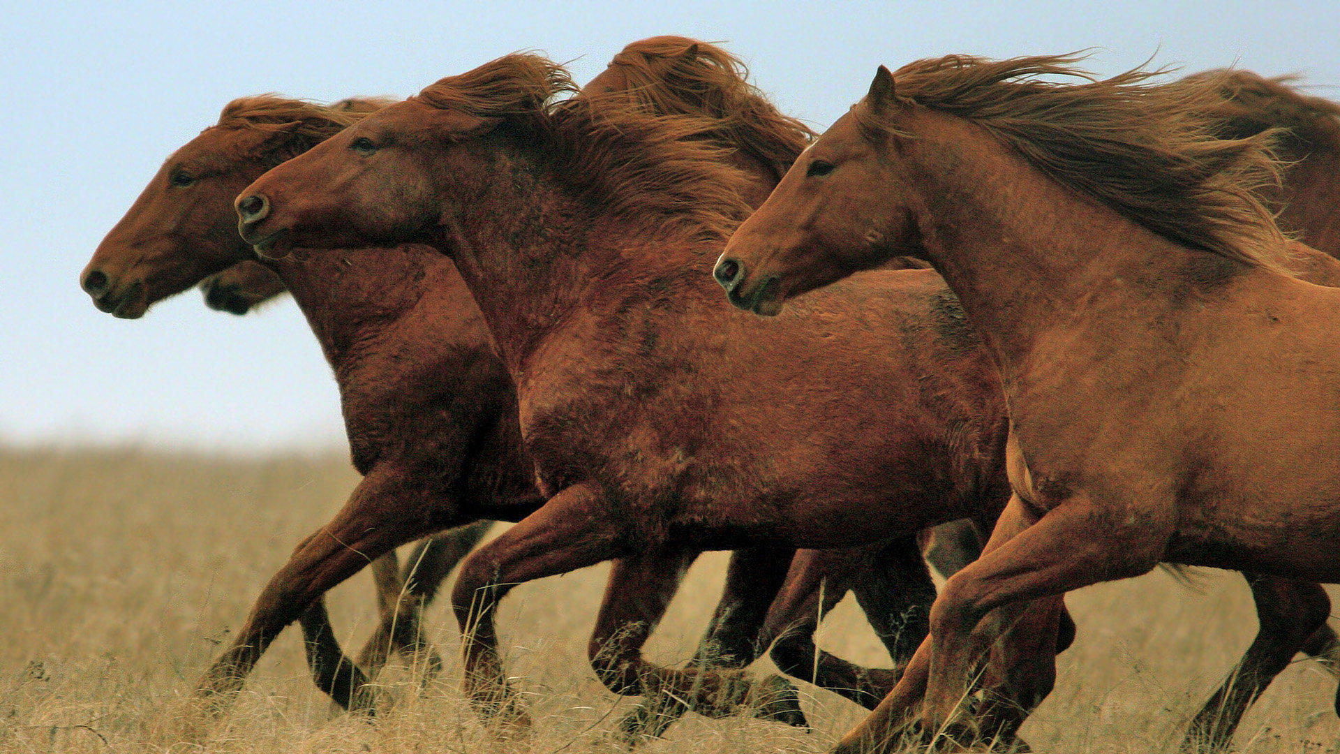 Téléchargez gratuitement l'image Animaux, Cheval sur le bureau de votre PC