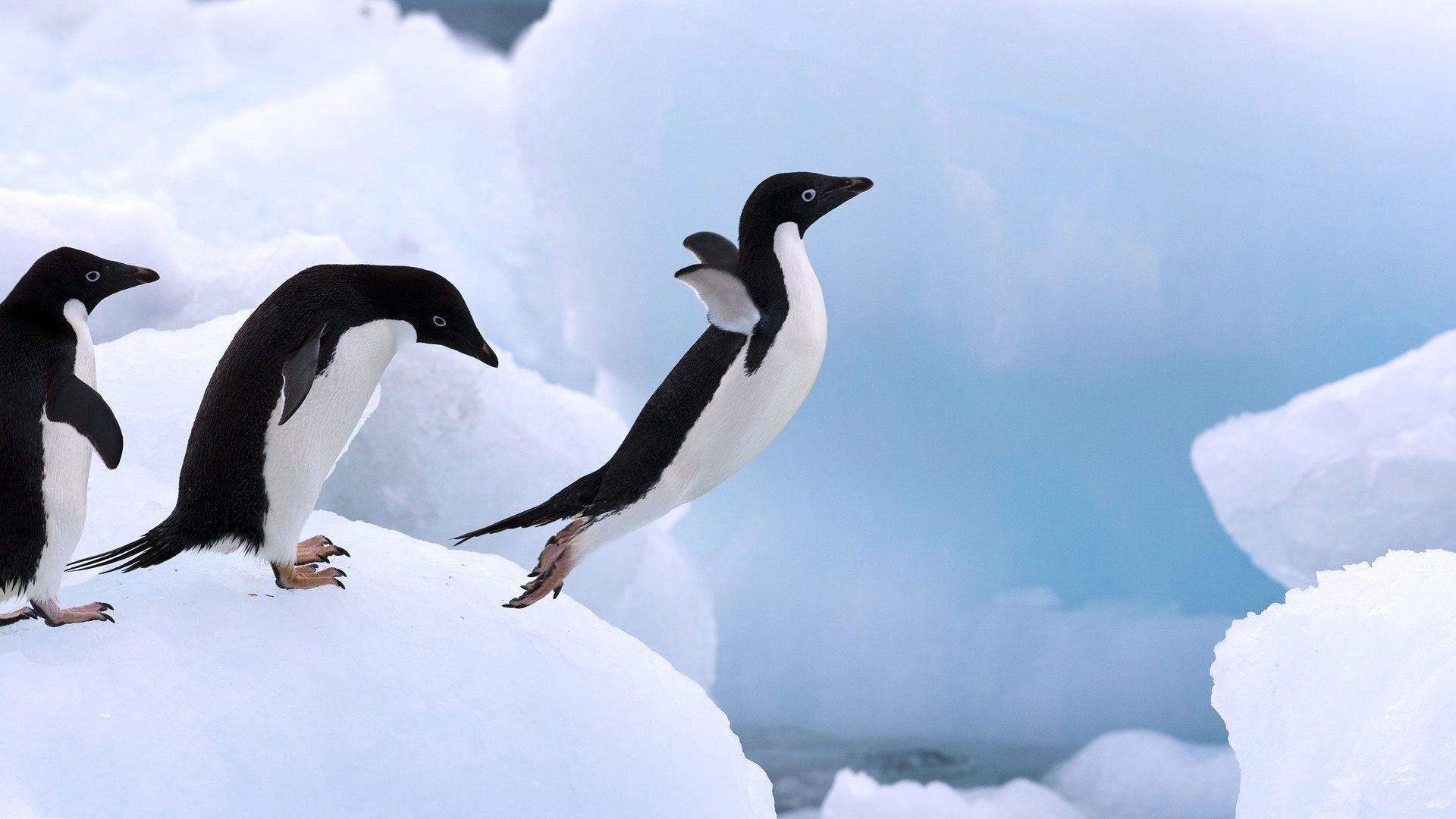 animals, snow, wings, bounce, jump, paws, penguin QHD