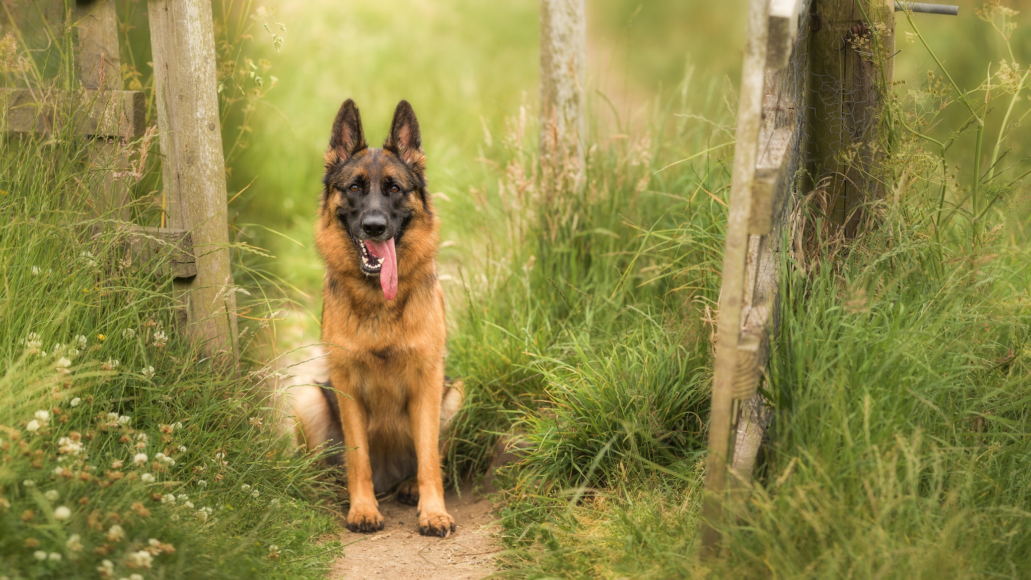 Download mobile wallpaper Dogs, Dog, Animal, German Shepherd for free.