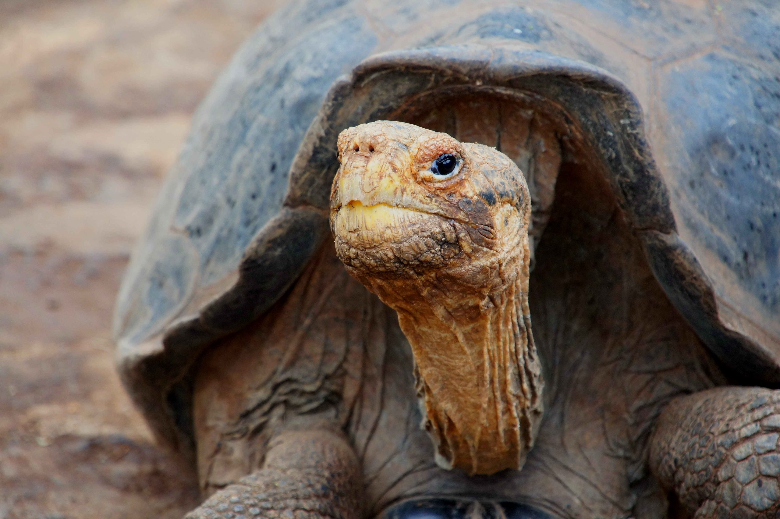 301290 télécharger l'image animaux, tortues terrestres, tortues - fonds d'écran et économiseurs d'écran gratuits