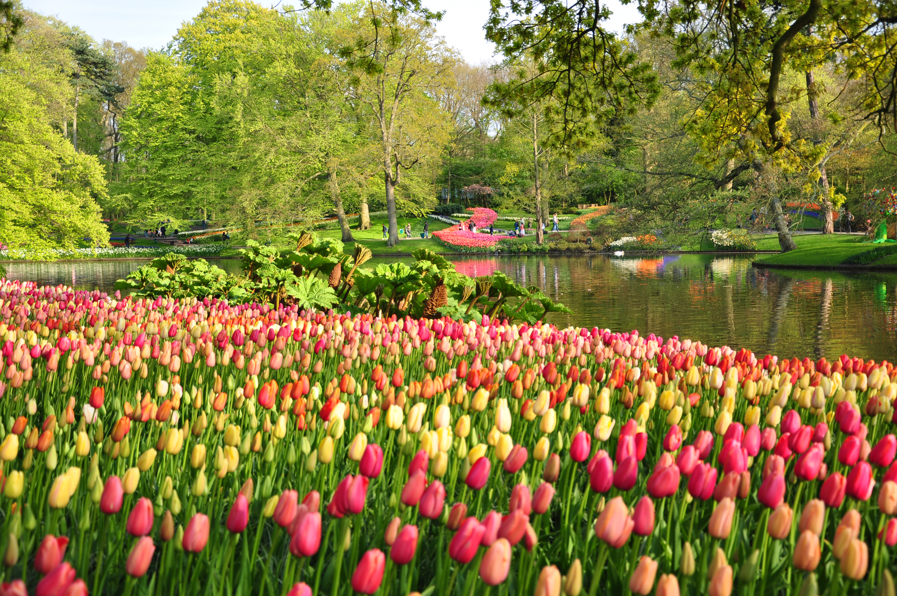 無料モバイル壁紙木, チューリップ, 花, 公園, 池, 春, オランダ, 写真撮影をダウンロードします。