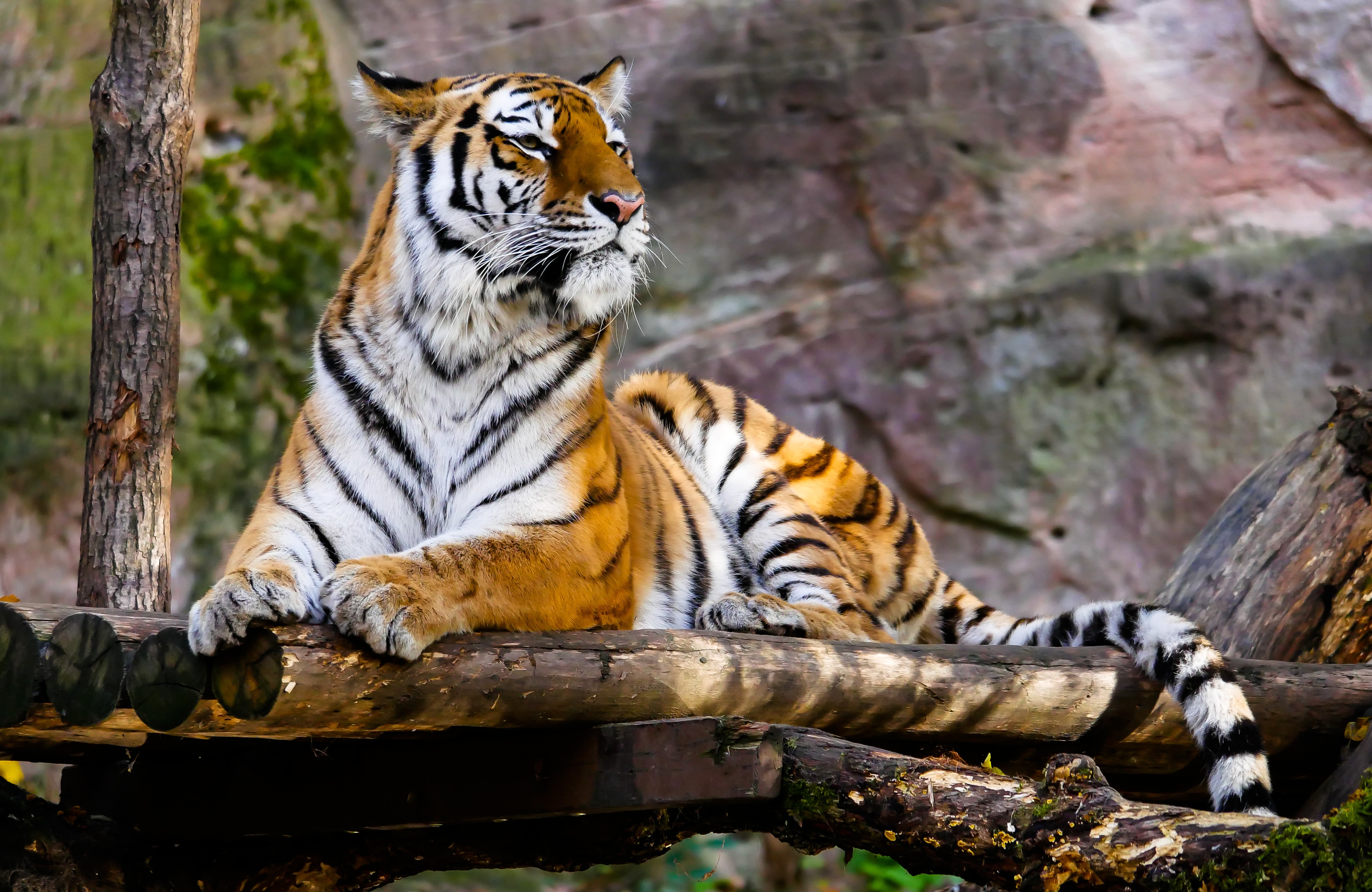 396826画像をダウンロード動物, 虎, 動物園, 猫-壁紙とスクリーンセーバーを無料で