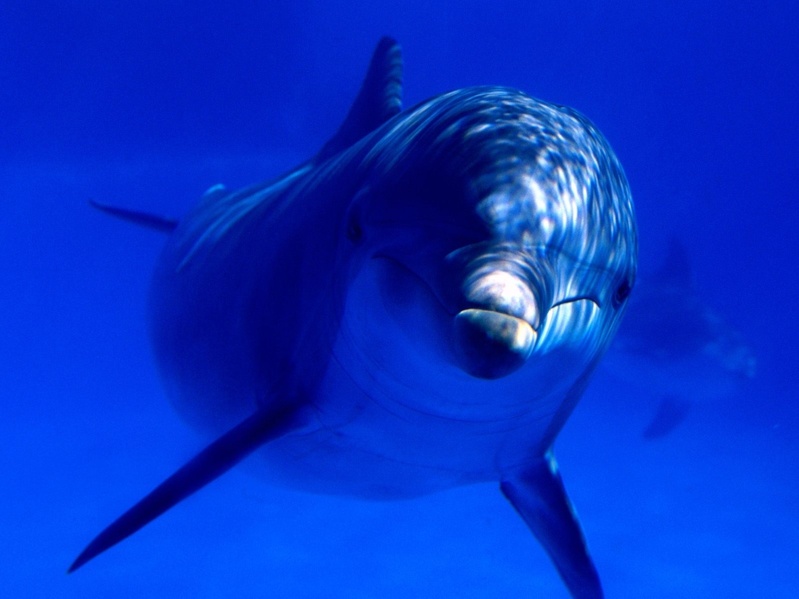 7264 Hintergrundbild herunterladen delfine, tiere, blau - Bildschirmschoner und Bilder kostenlos
