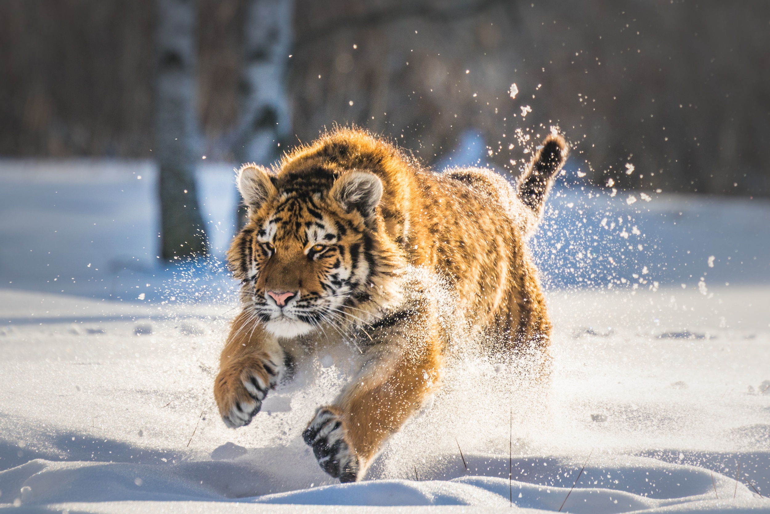 Download mobile wallpaper Winter, Cats, Snow, Tiger, Animal for free.