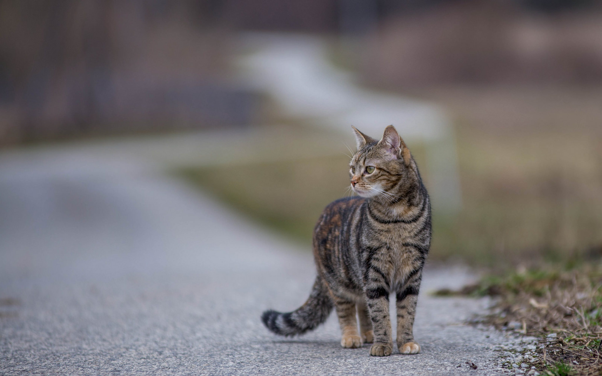 Download mobile wallpaper Cats, Cat, Animal, Depth Of Field for free.