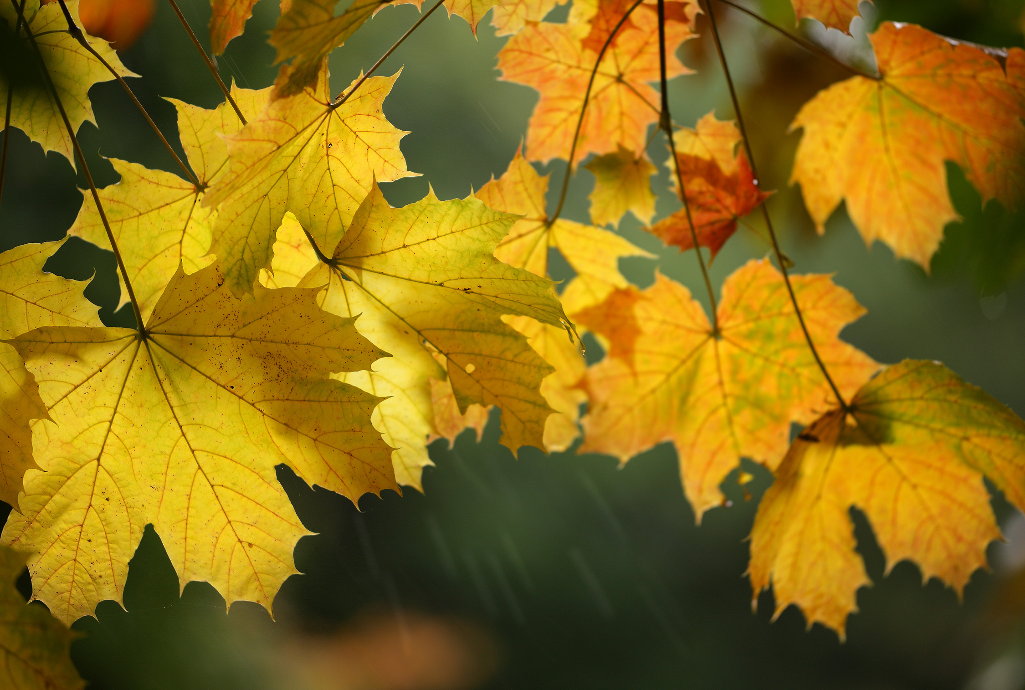 Free download wallpaper Macro, Leaf, Fall, Earth, Maple Leaf on your PC desktop