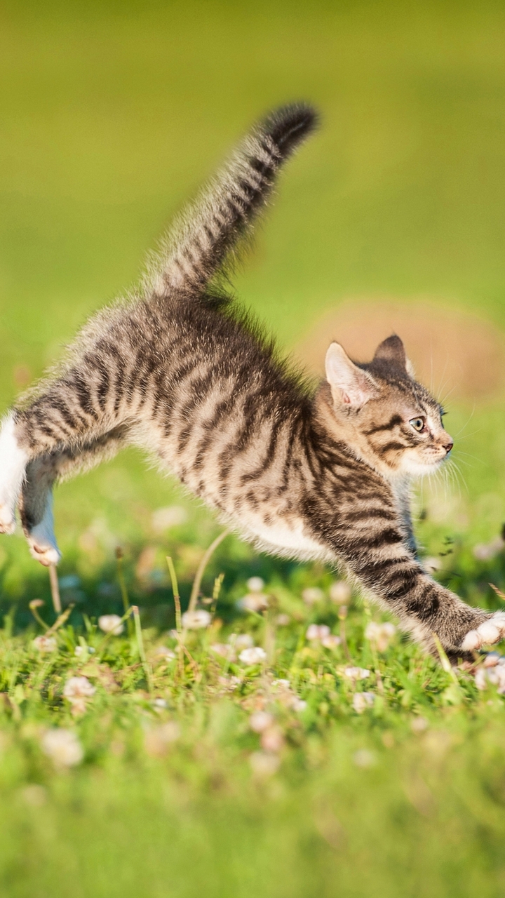 無料モバイル壁紙動物, ネコ, 猫, 子猫をダウンロードします。