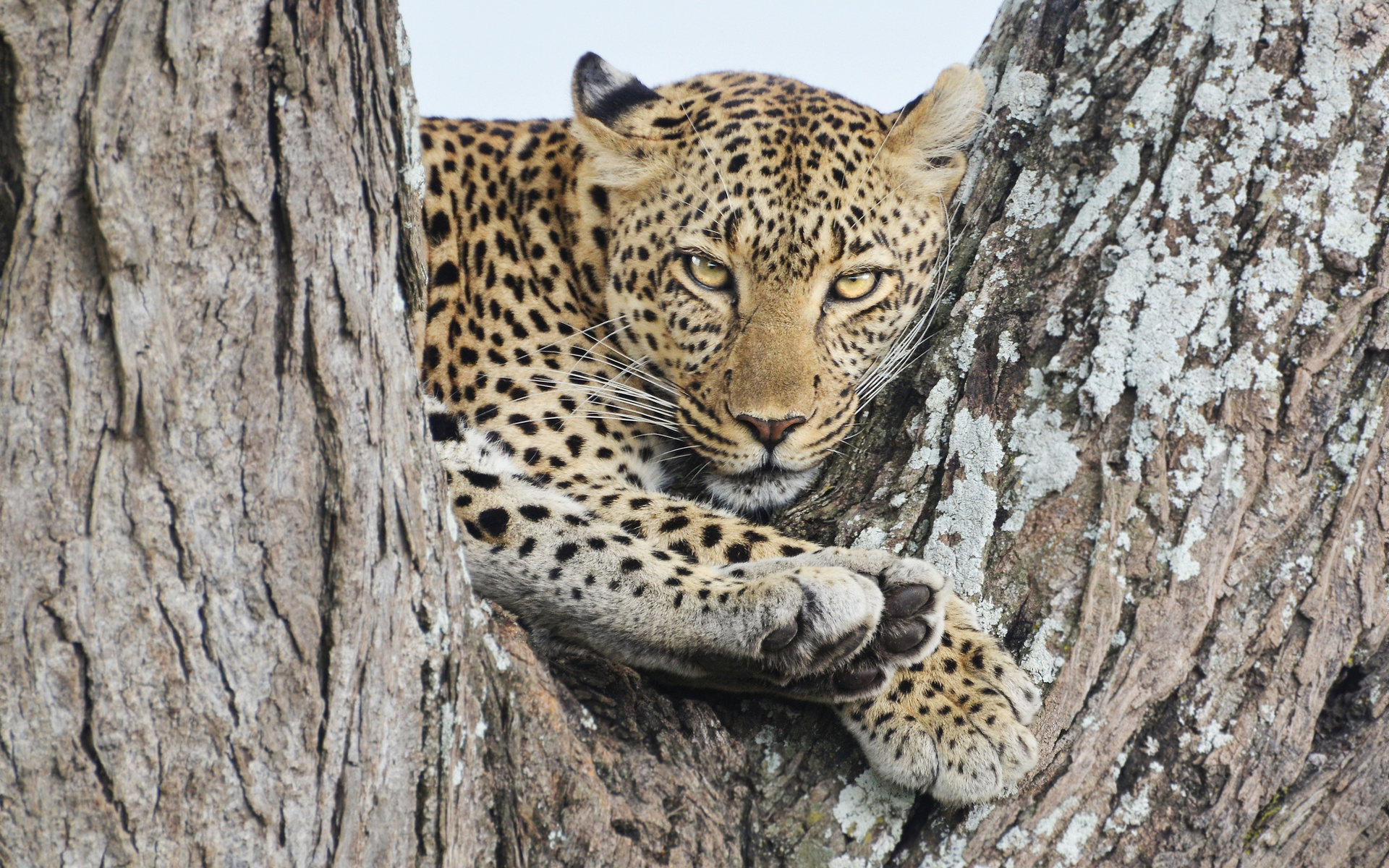 Téléchargez gratuitement l'image Animaux, Chats, Jaguar sur le bureau de votre PC