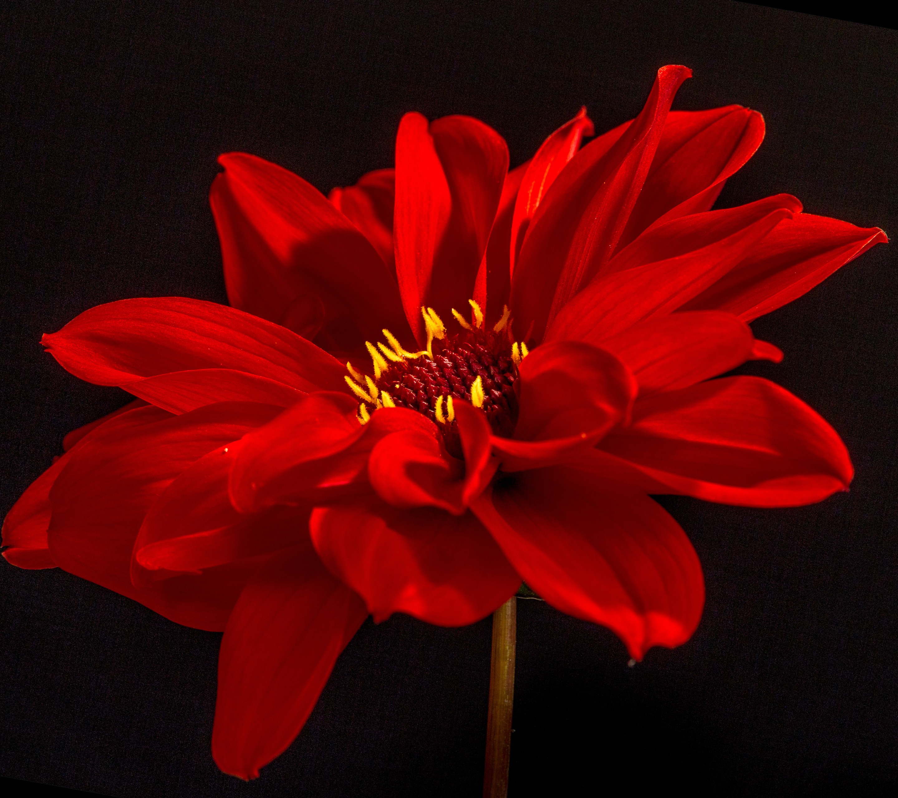 Free download wallpaper Nature, Flowers, Flower, Macro, Earth, Dahlia, Red Flower on your PC desktop