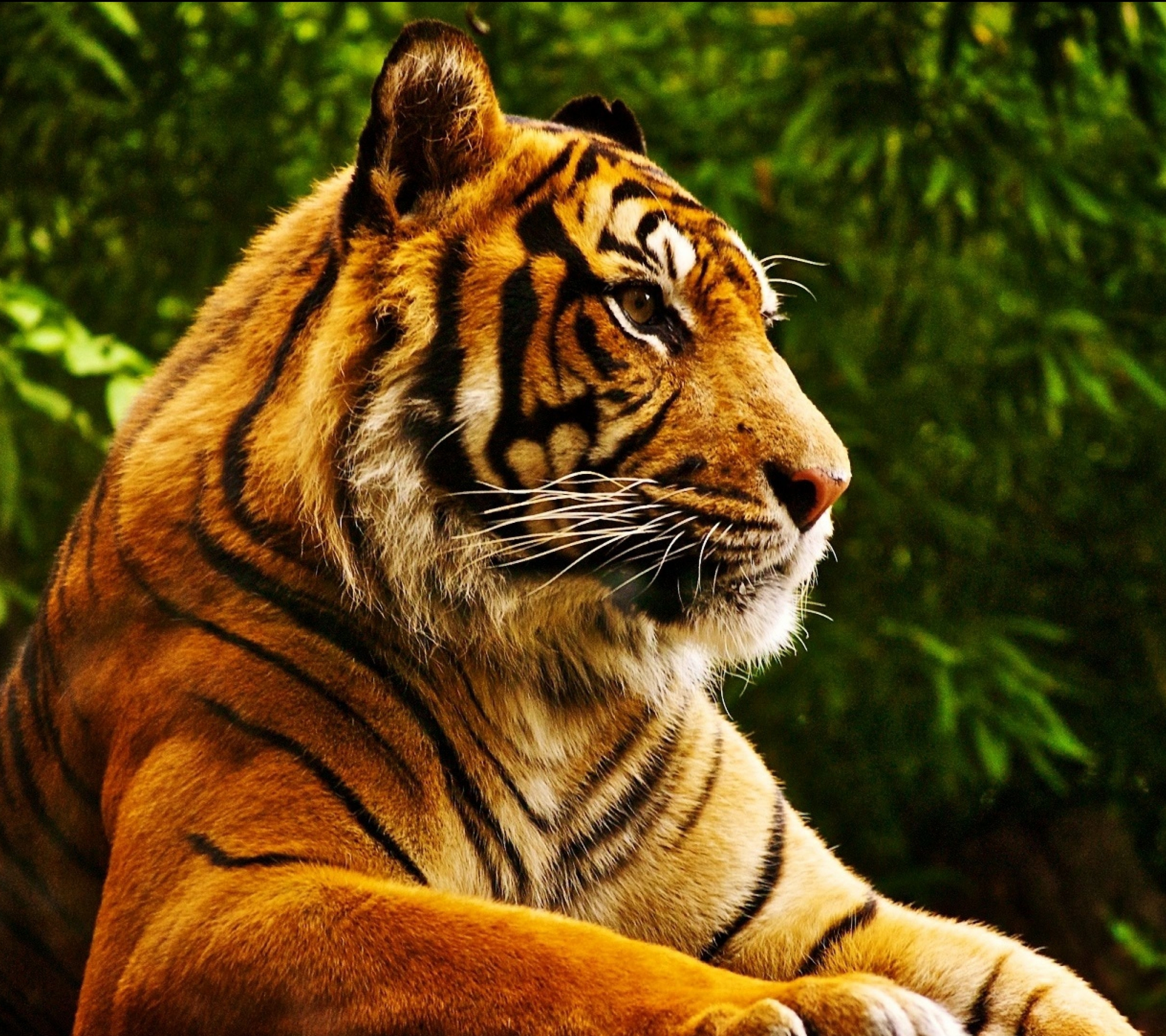 Download mobile wallpaper Cats, Animal, Tiger for free.