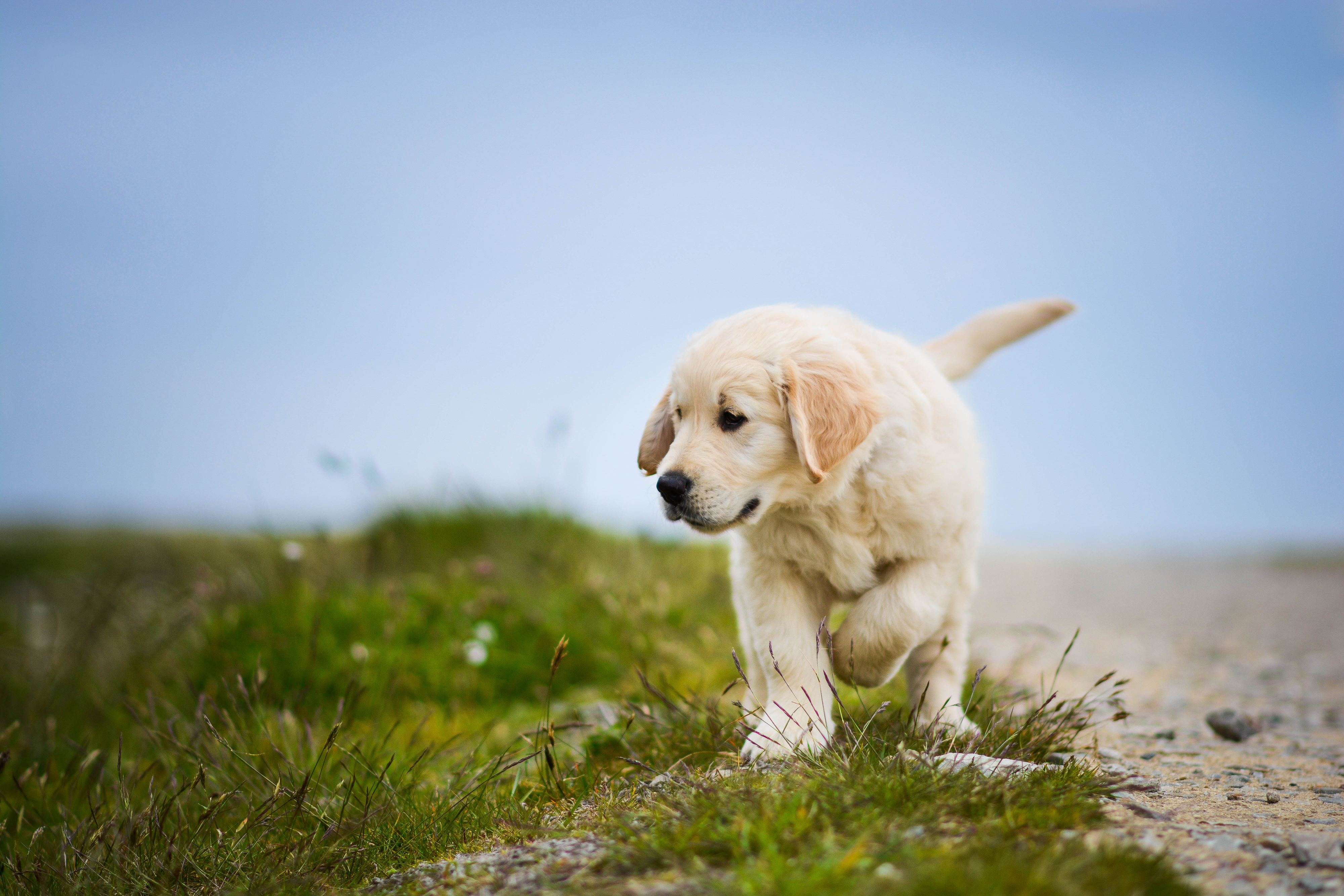 Laden Sie das Tiere, Hunde, Hund, Welpen, Golden Retriever-Bild kostenlos auf Ihren PC-Desktop herunter