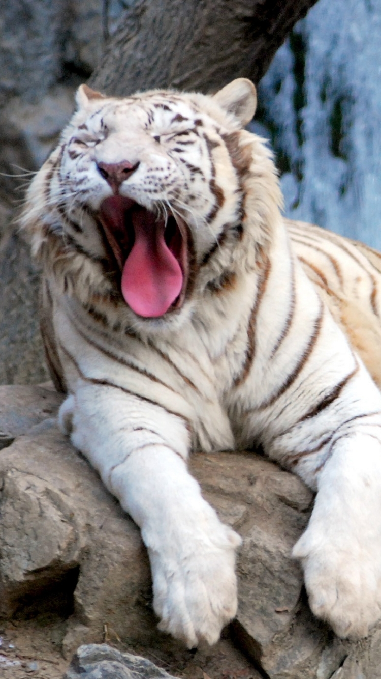 Handy-Wallpaper Tiere, Katzen, Tiger, Weißer Tiger kostenlos herunterladen.