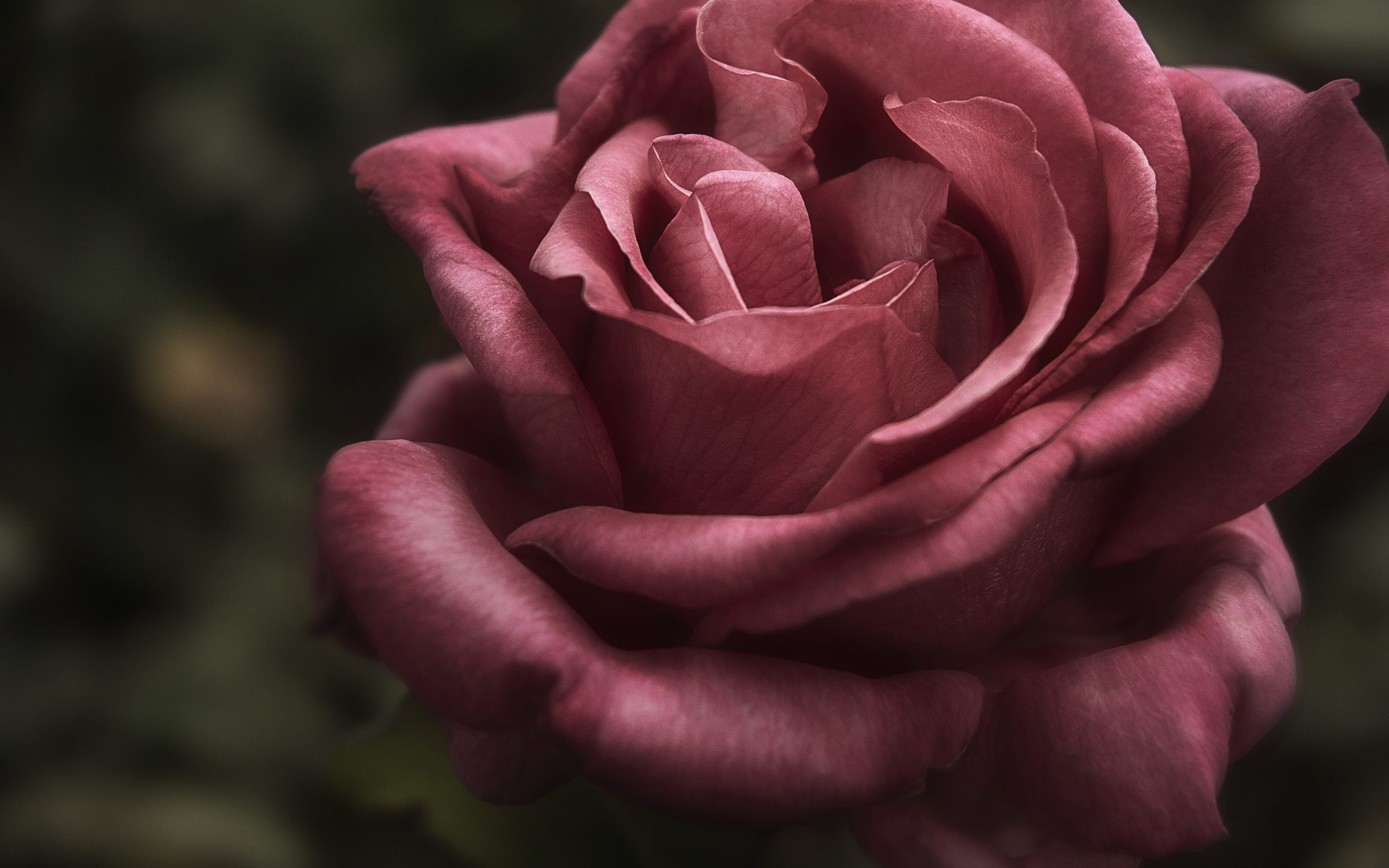 Free download wallpaper Flowers, Rose, Close Up, Earth, Pink Flower on your PC desktop