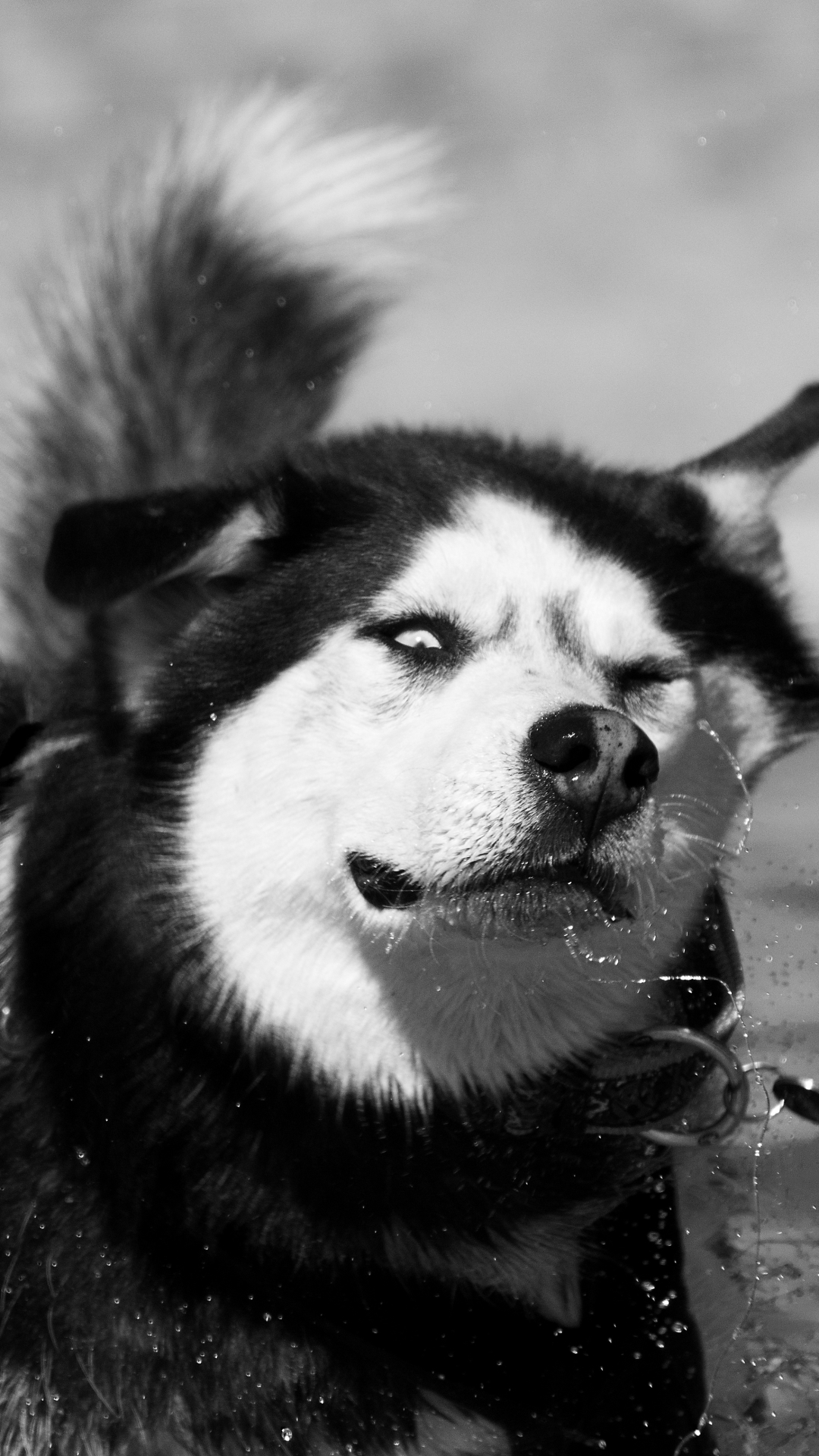 Download mobile wallpaper Dogs, Dog, Muzzle, Animal, Siberian Husky, Black & White for free.