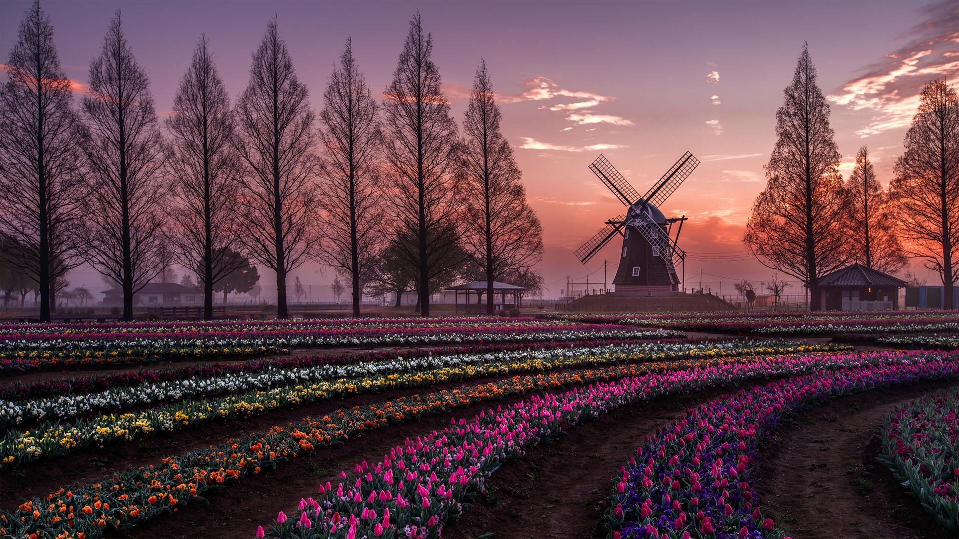 Download mobile wallpaper Building, Flower, Garden, Tulip, Windmill, Man Made for free.