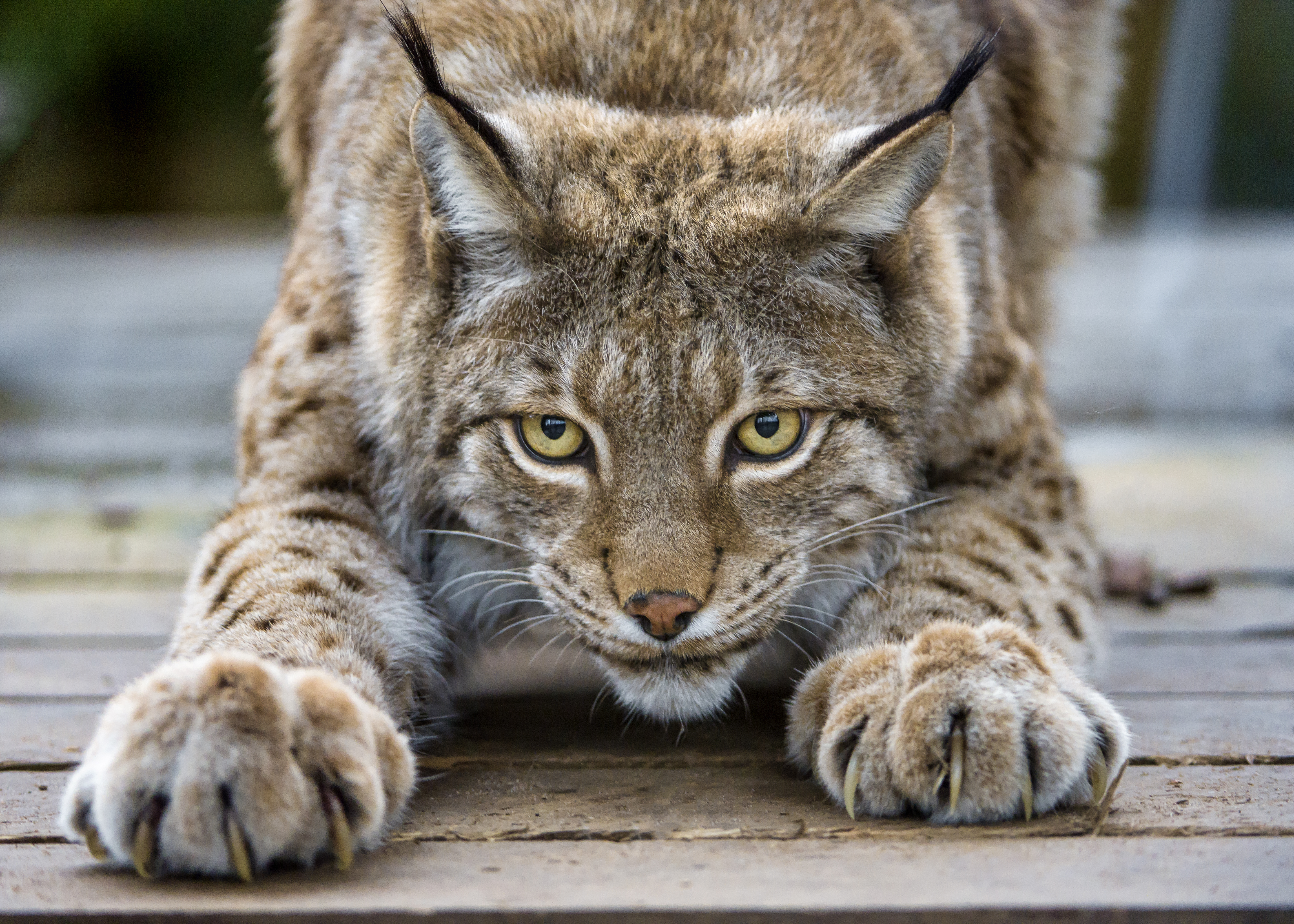 Download mobile wallpaper Lynx, Cats, Animal for free.