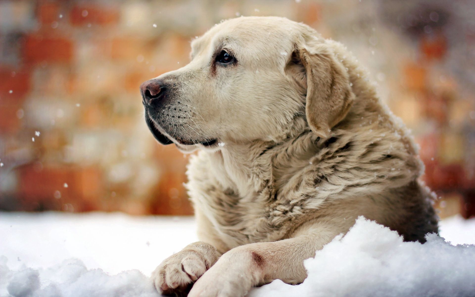 87668 descargar fondo de pantalla animales, nieve, perro, visión, opinión, amigo, un amigo: protectores de pantalla e imágenes gratis
