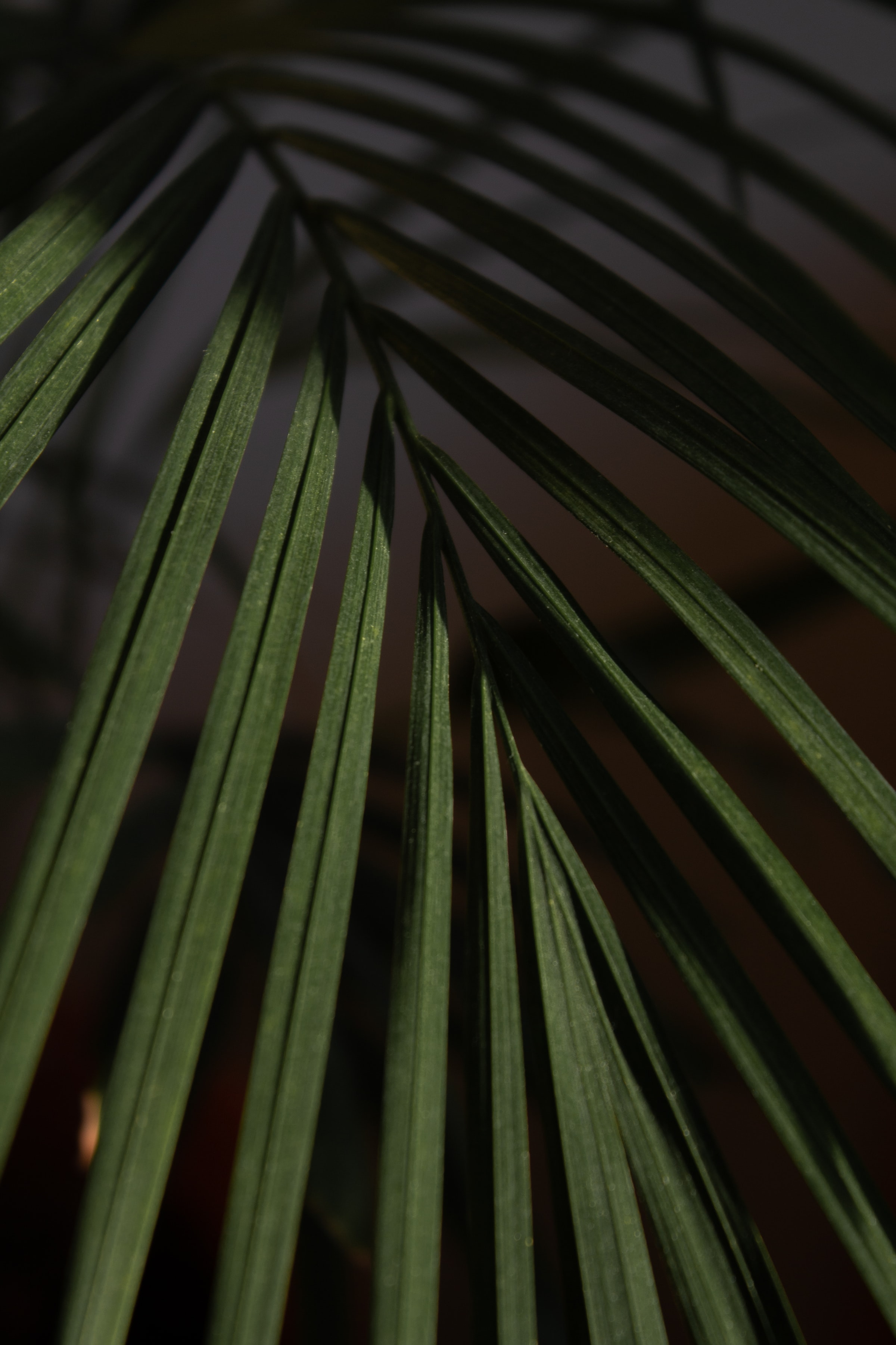 macro, palm, sheet, leaf, branch
