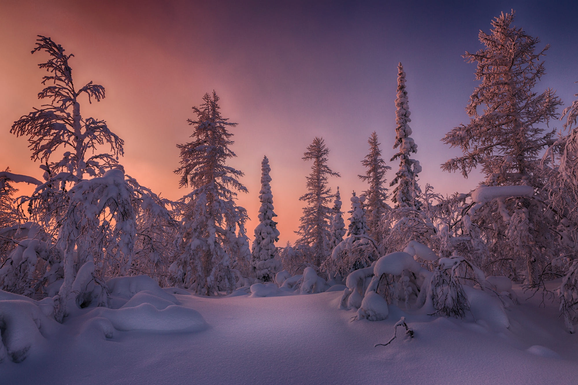 Descarga gratis la imagen Invierno, Cielo, Nieve, Bosque, Abeto, Atardecer, Tierra/naturaleza en el escritorio de tu PC