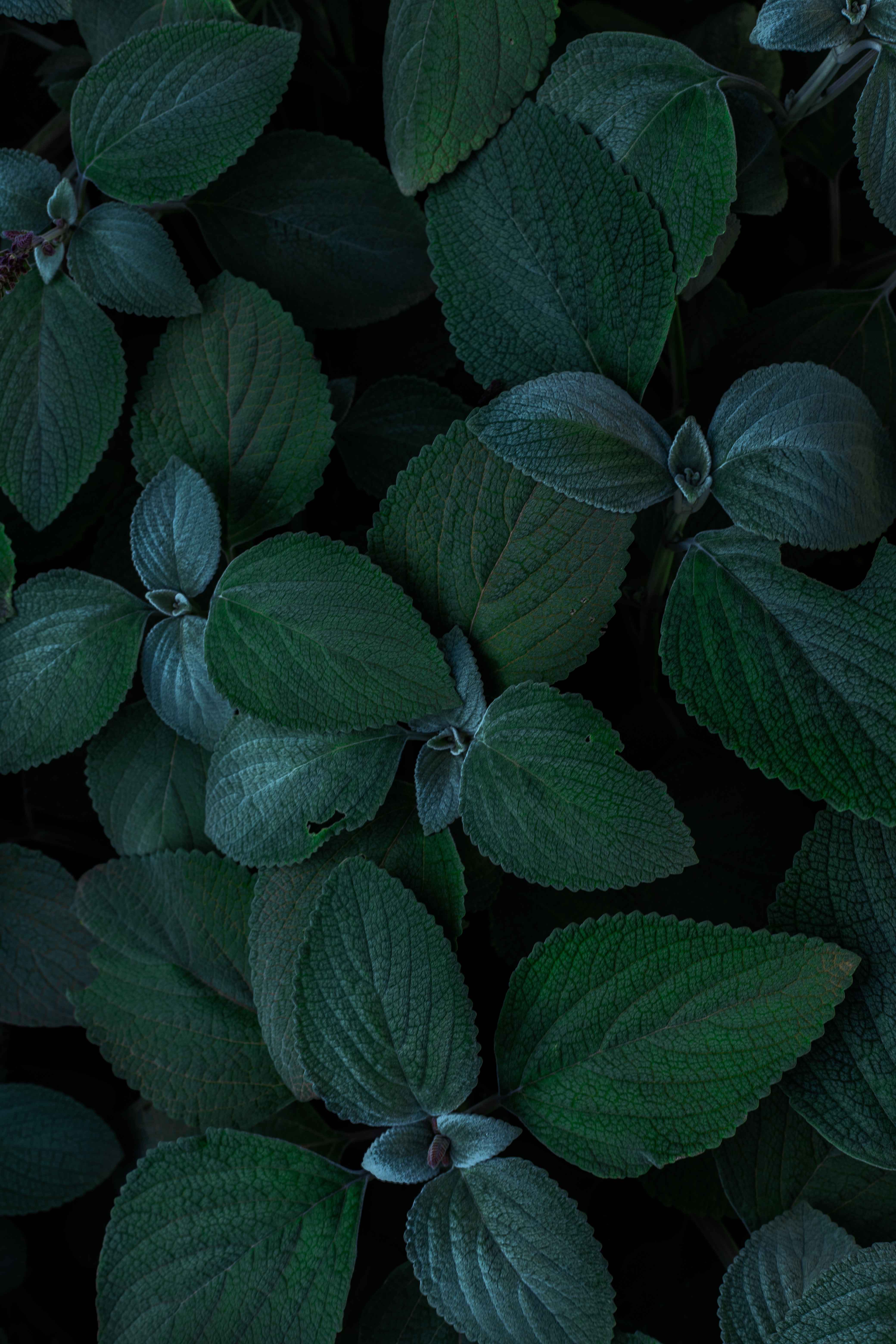 plants, leaves, green, macro, close up download HD wallpaper