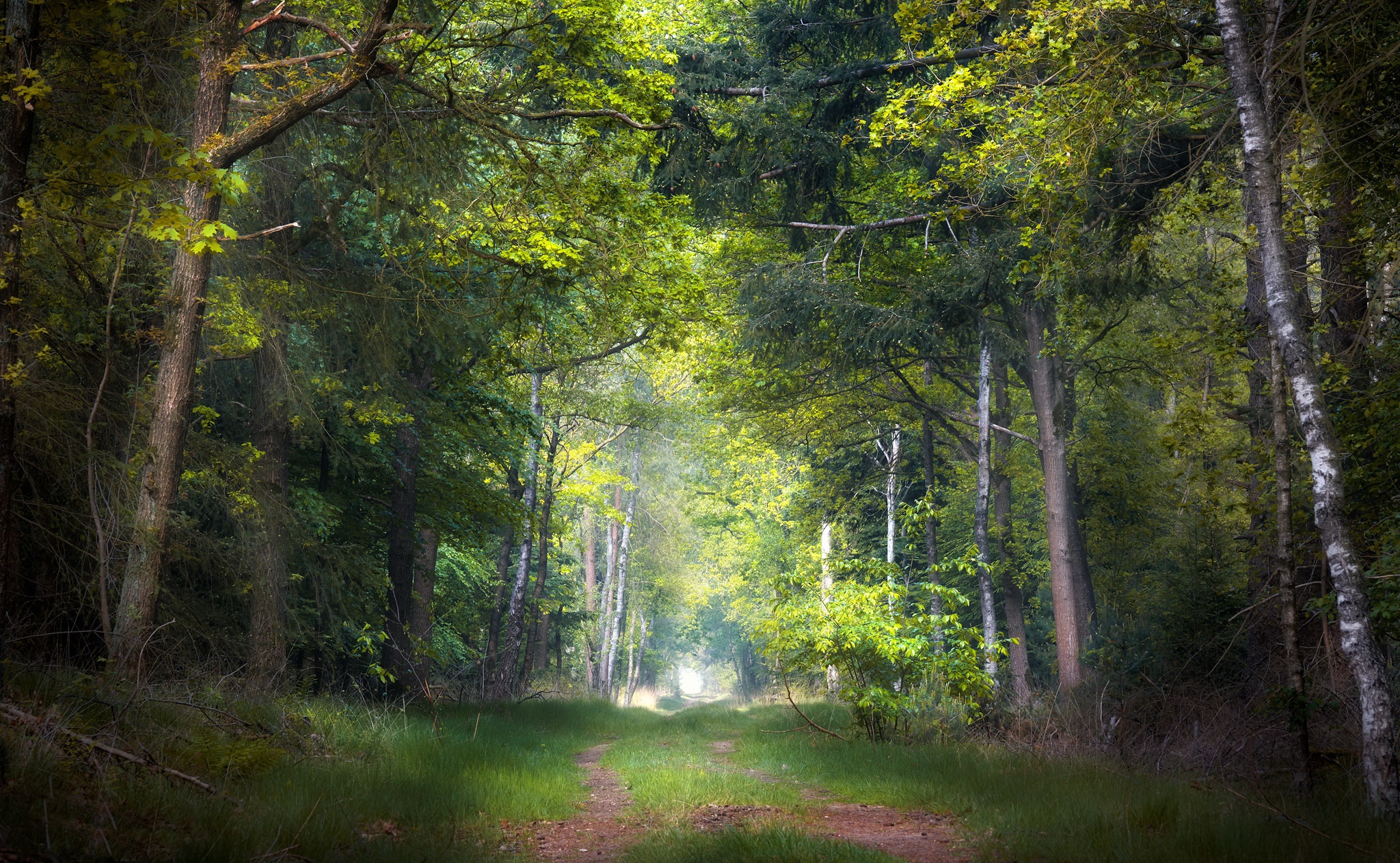 Download mobile wallpaper Nature, Forest, Path, Man Made for free.