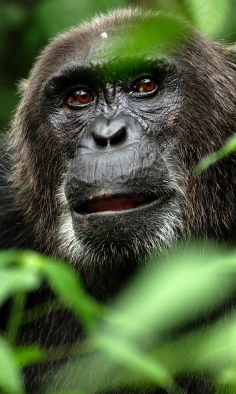 Téléchargez des papiers peints mobile Animaux, Singes, Gorille gratuitement.