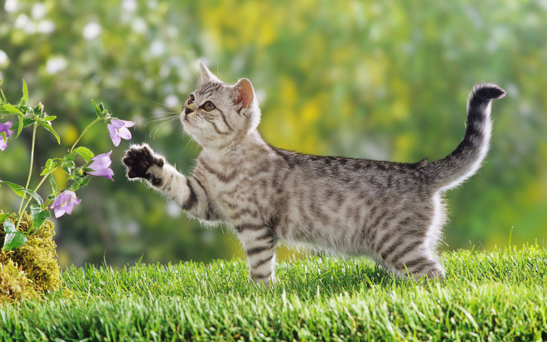 Handy-Wallpaper Tiere, Katze kostenlos herunterladen.