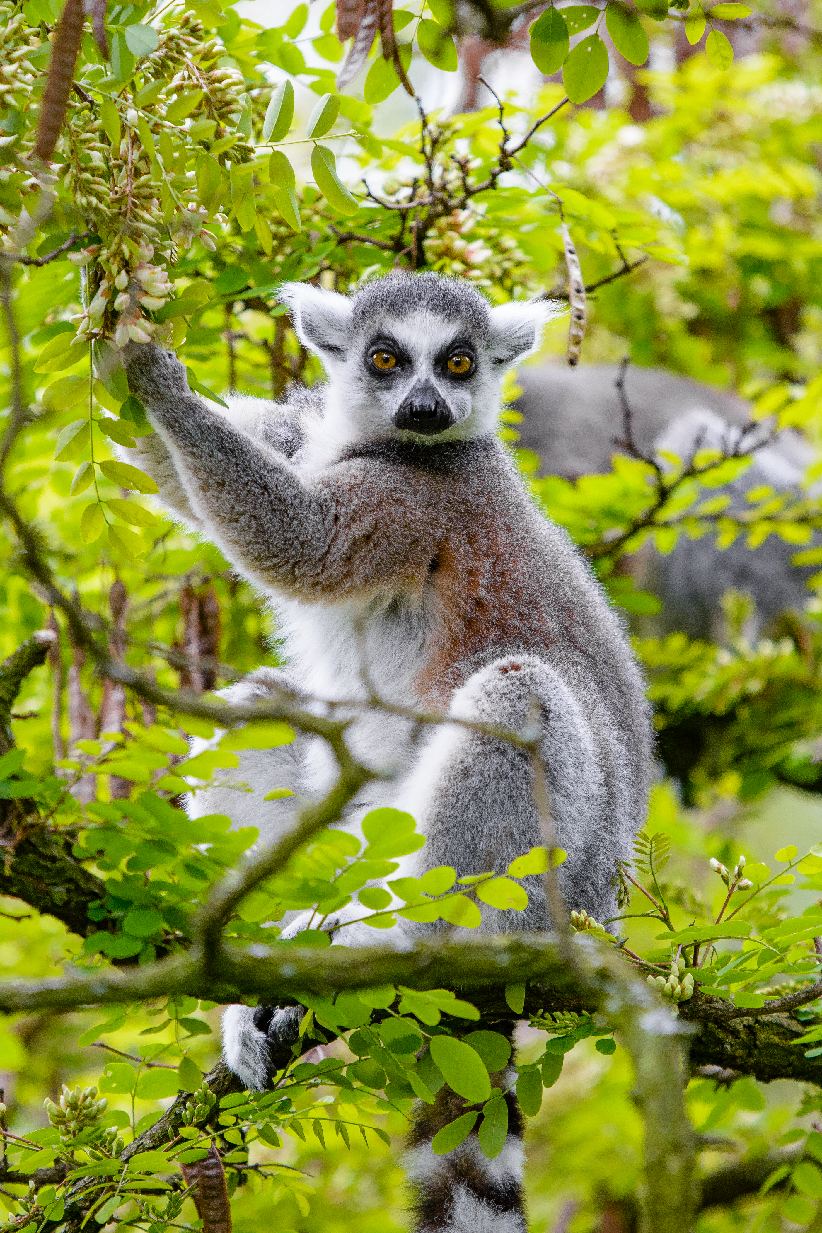 102487 Hintergrundbild herunterladen tiere, tier, lemur, holz, baum, geäst, zweige, wilde natur, wildlife - Bildschirmschoner und Bilder kostenlos