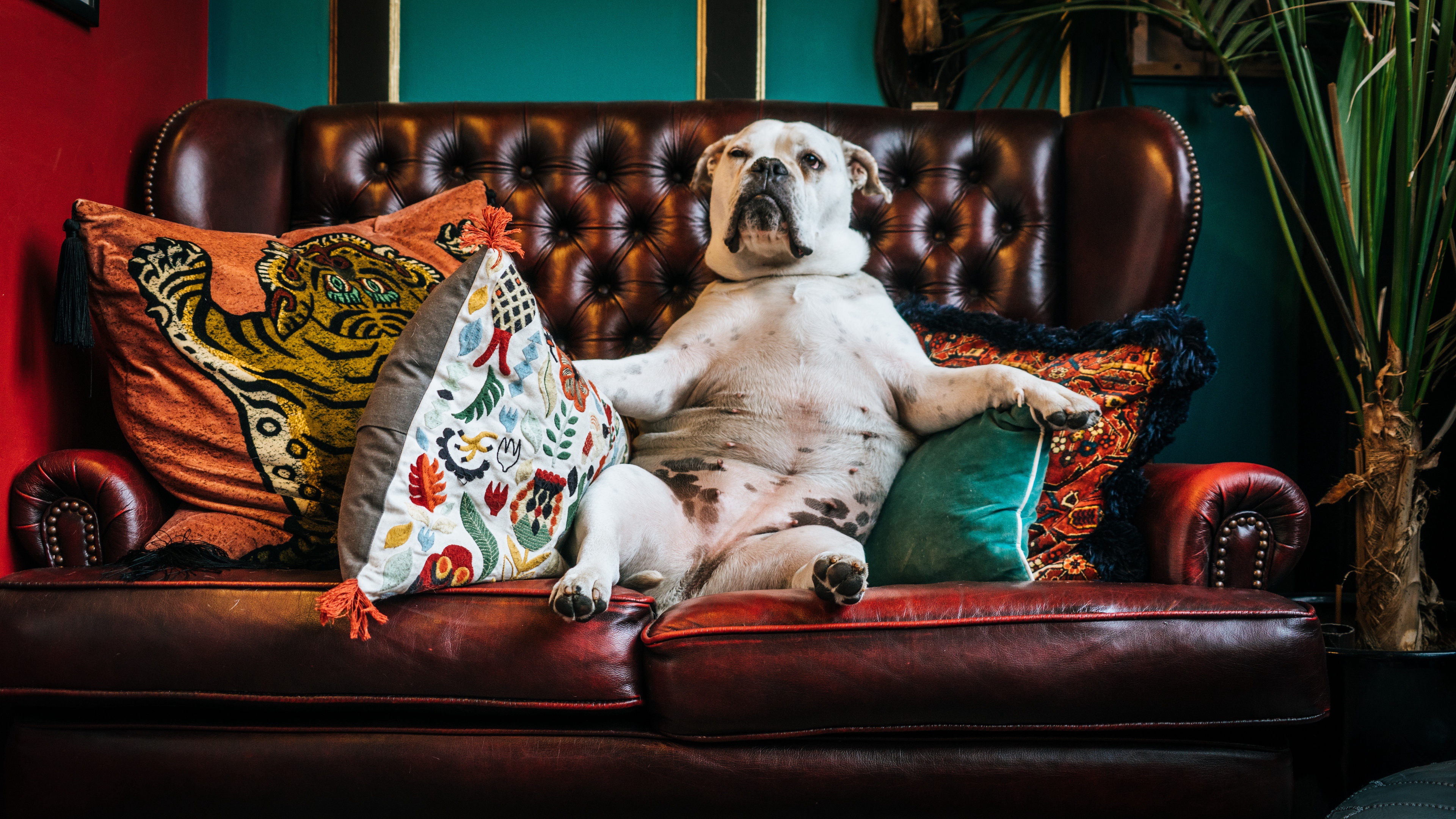 Download mobile wallpaper Dogs, Dog, Animal, Sofa, Bulldog for free.