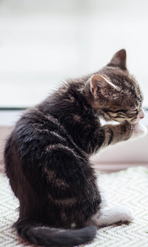 1174441 Protetores de tela e papéis de parede Gatos em seu telefone. Baixe  fotos gratuitamente