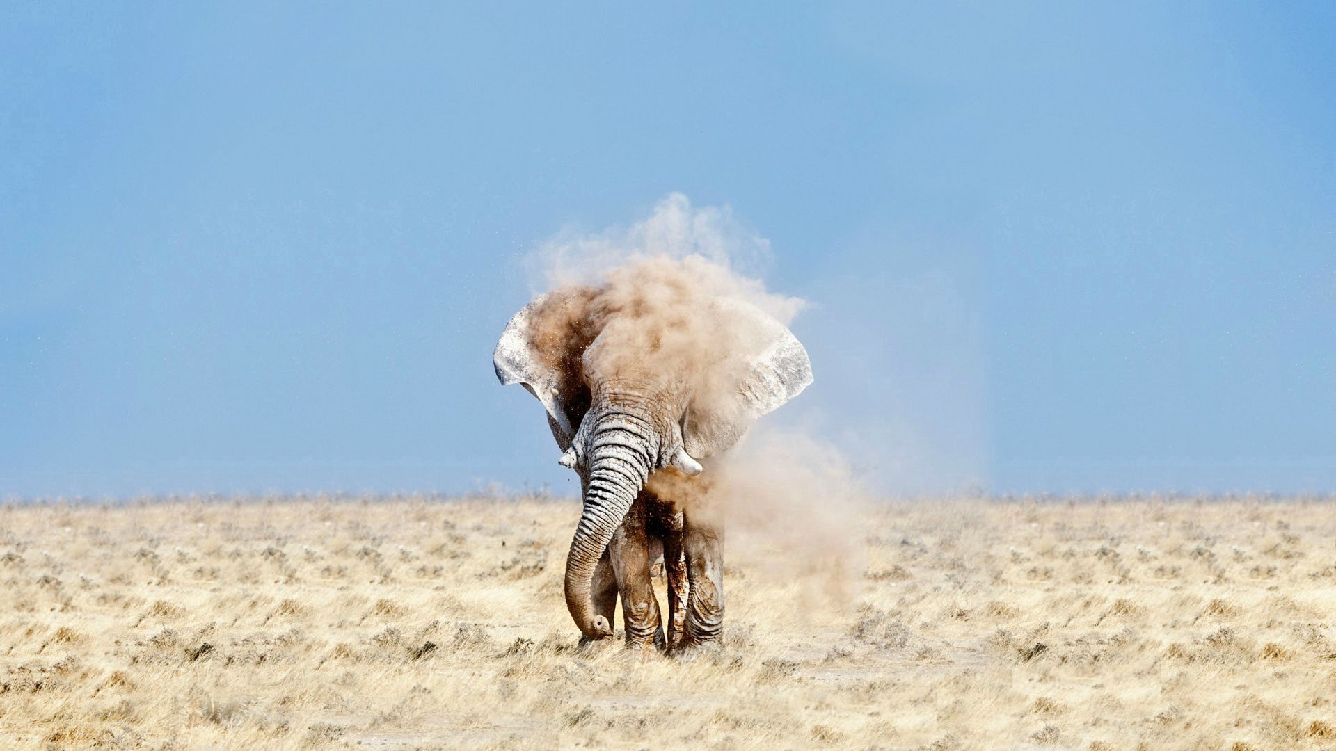 elephant, animals, sky, sand, dust Full HD
