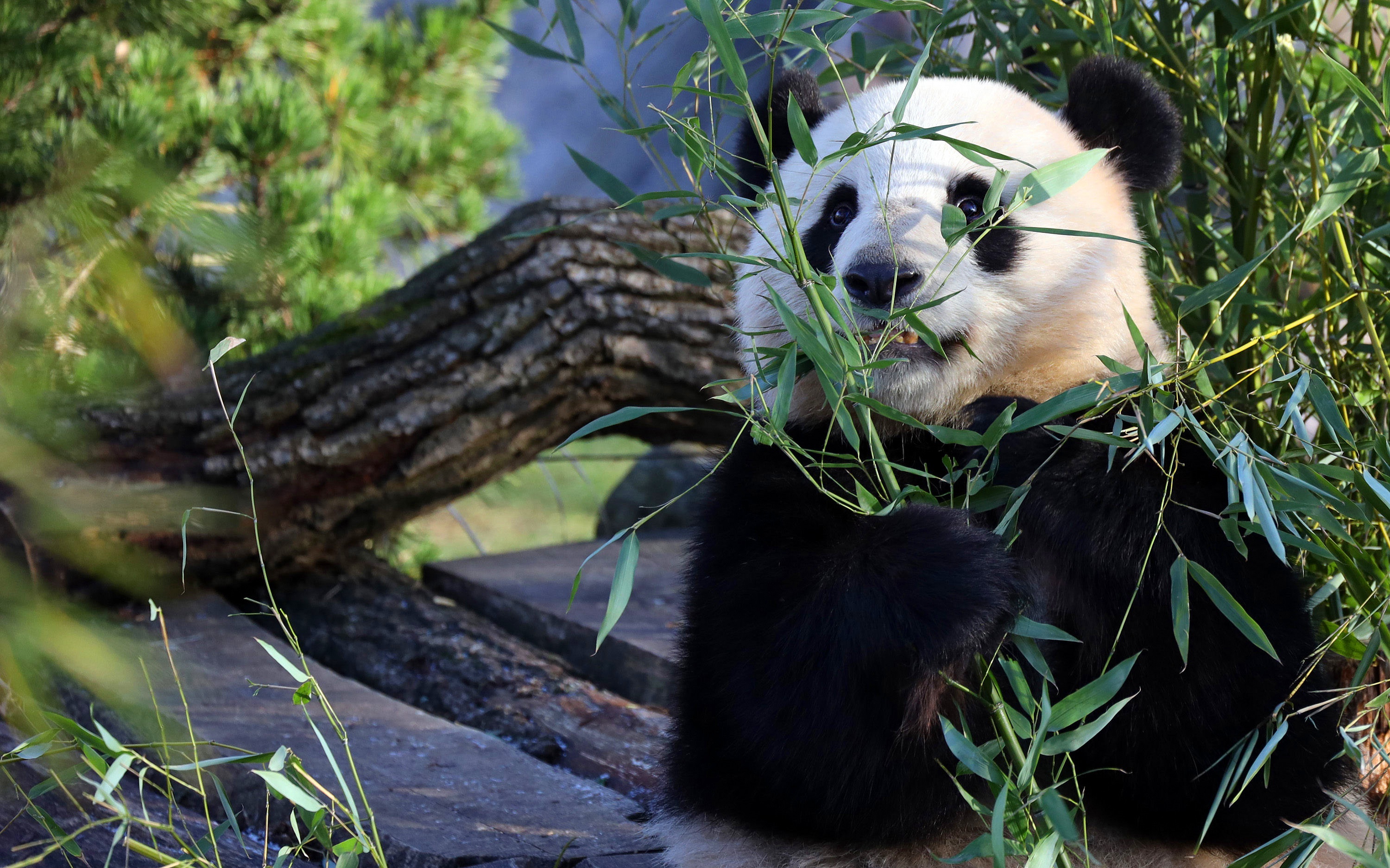 Handy-Wallpaper Tiere, Panda kostenlos herunterladen.