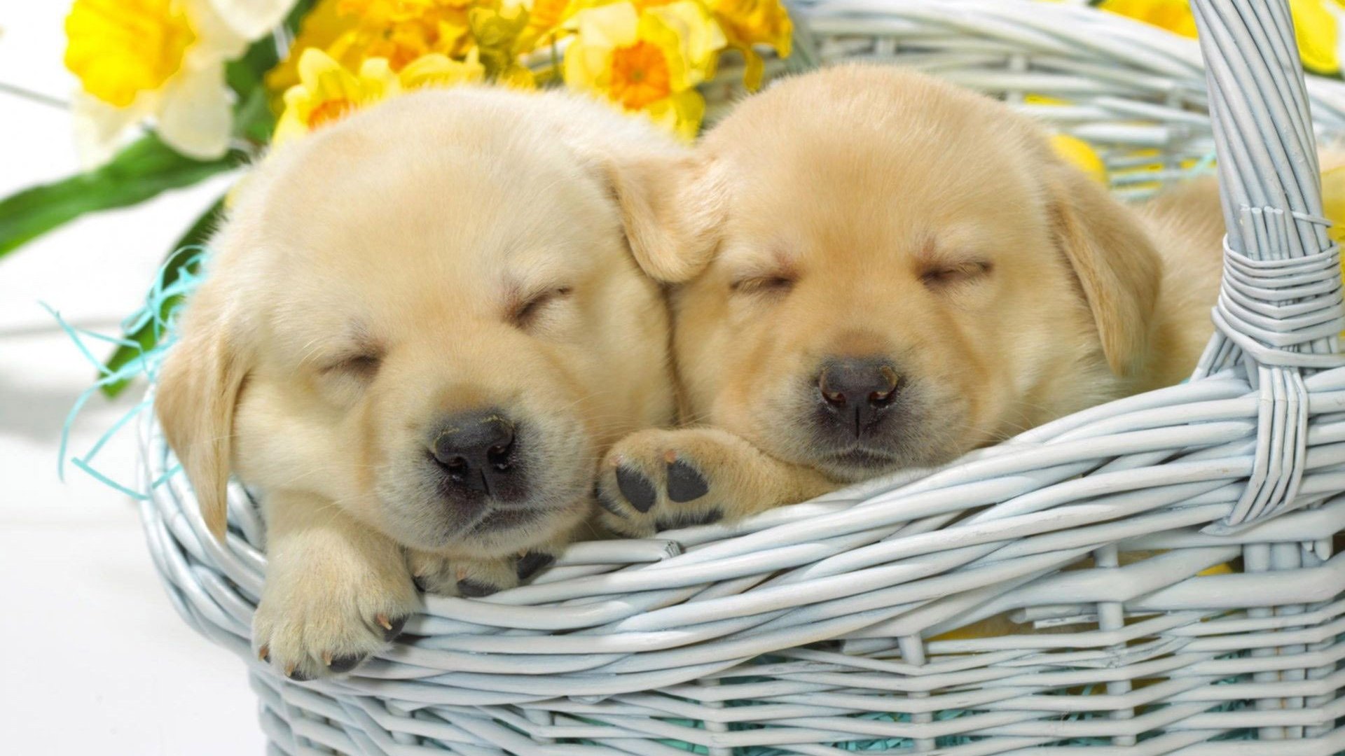 Free download wallpaper Dogs, Close Up, Animal, Puppy, Basket, Golden Retriever, Cute on your PC desktop