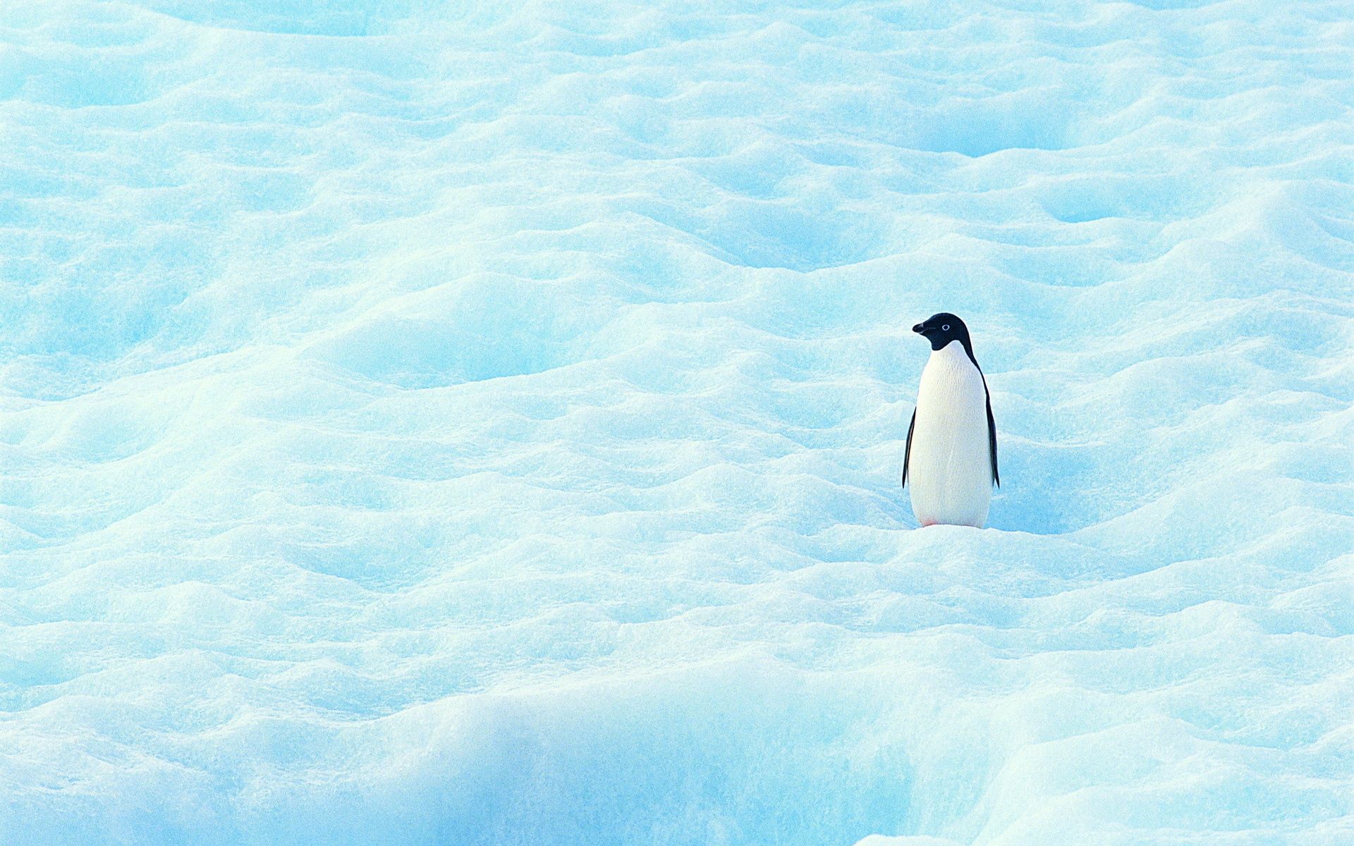 150375 descargar fondo de pantalla nieve, minimalismo, pequeña, pequeño, pingüino, norte: protectores de pantalla e imágenes gratis