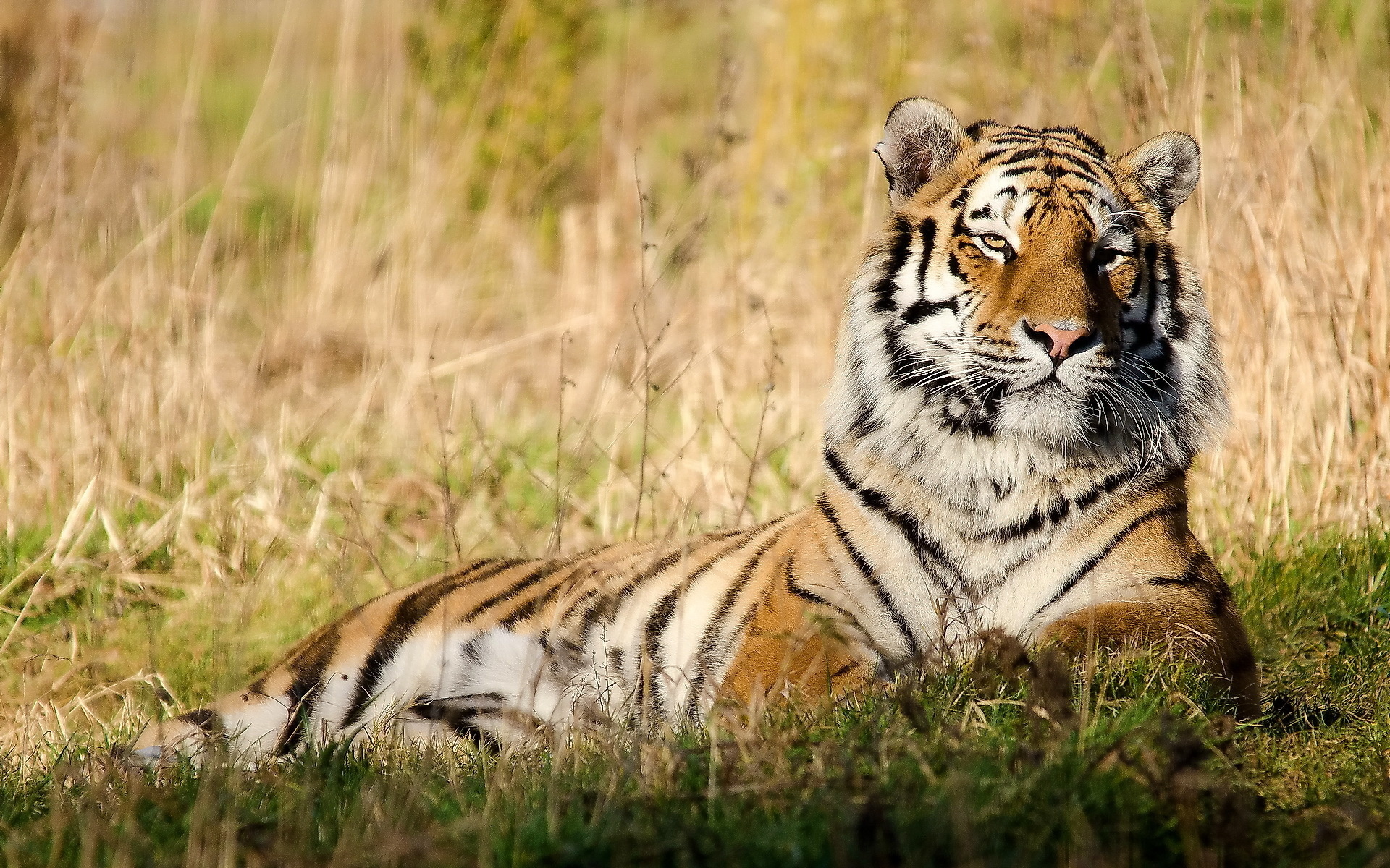 Téléchargez gratuitement l'image Animaux, Chats, Tigre sur le bureau de votre PC