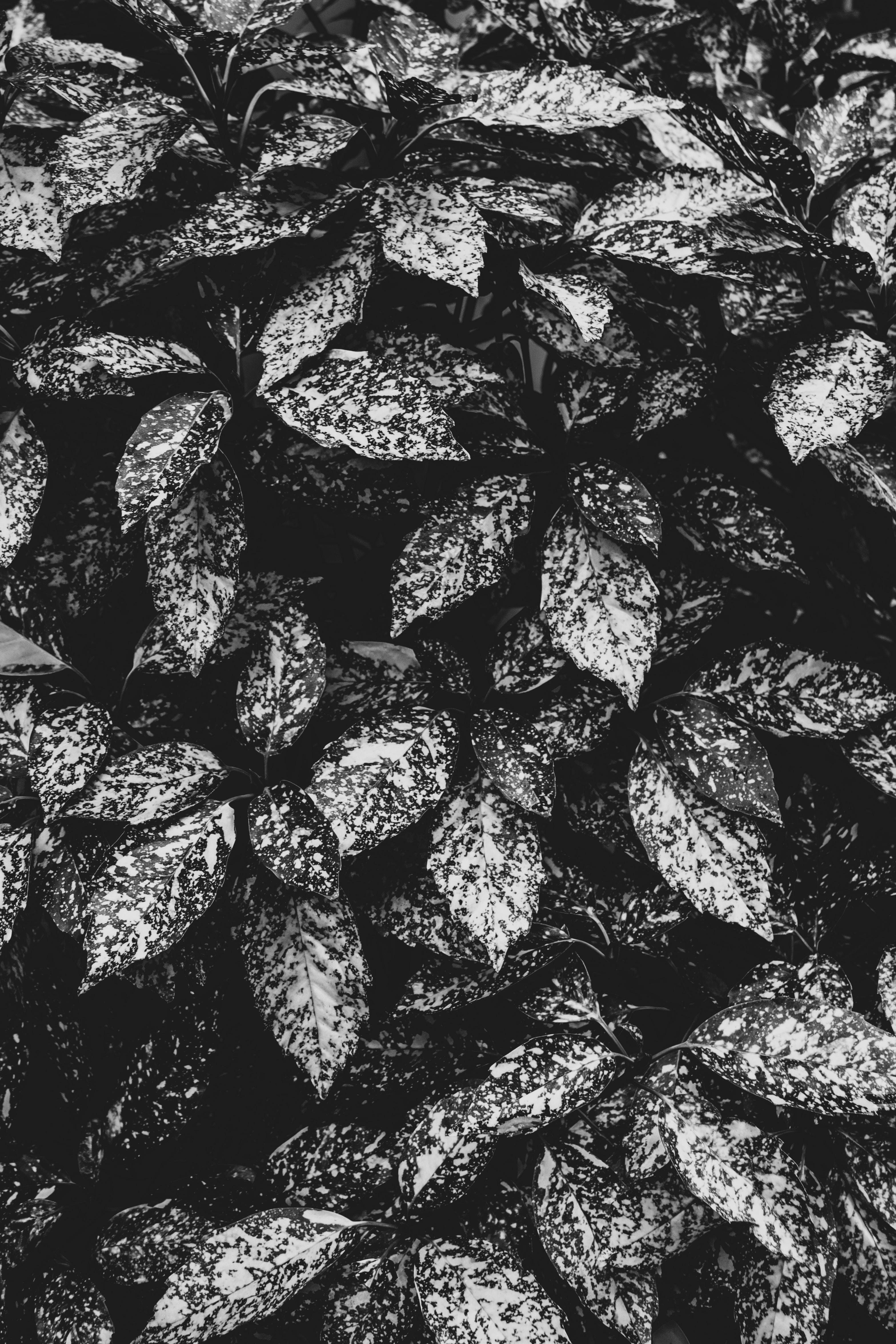 Download mobile wallpaper Spotted, Spotty, Leaves, Chb, Grey, Nature, Plant, Bw for free.