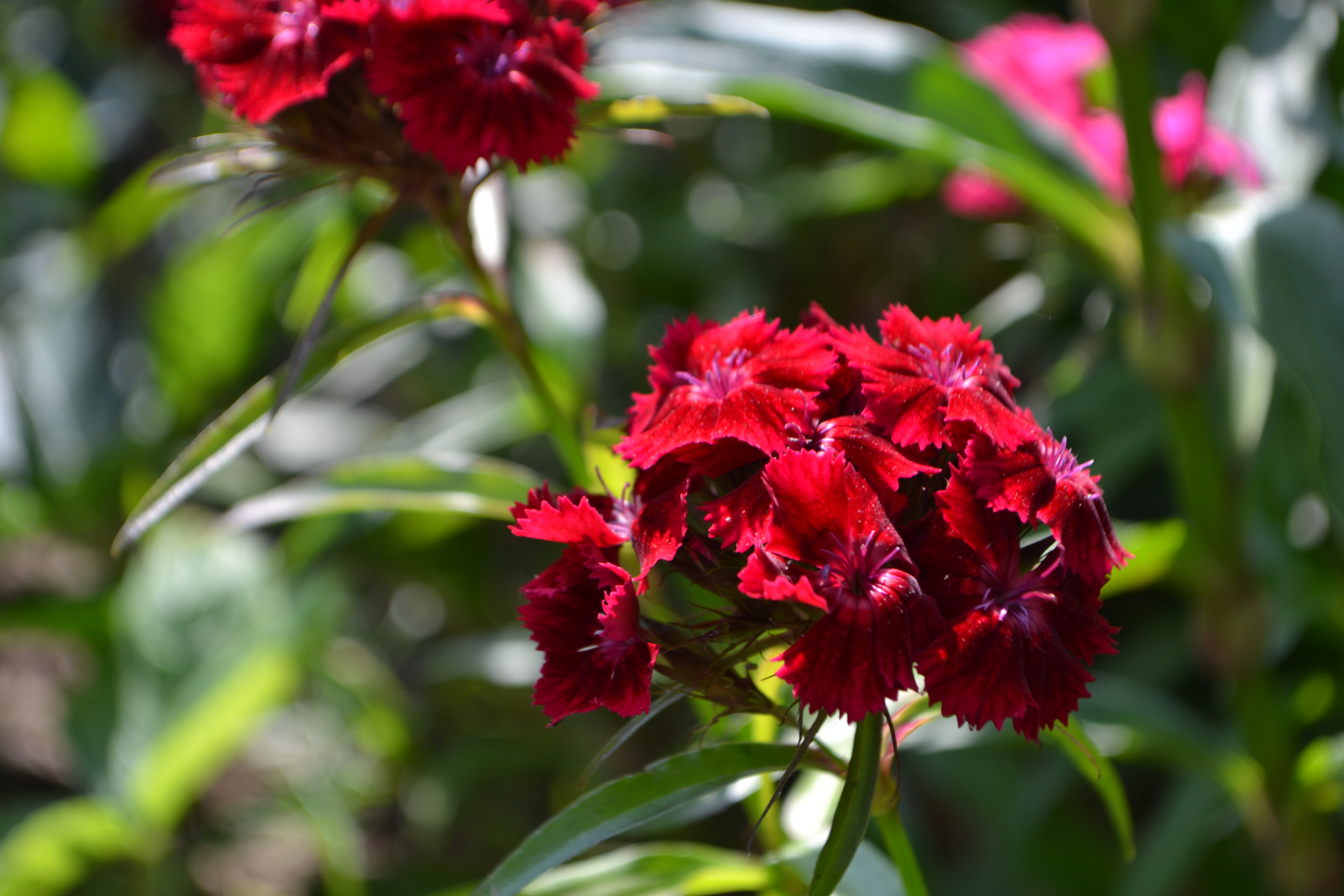 Laden Sie das Blumen, Blume, Nelke, Rote Blume, Erde/natur-Bild kostenlos auf Ihren PC-Desktop herunter