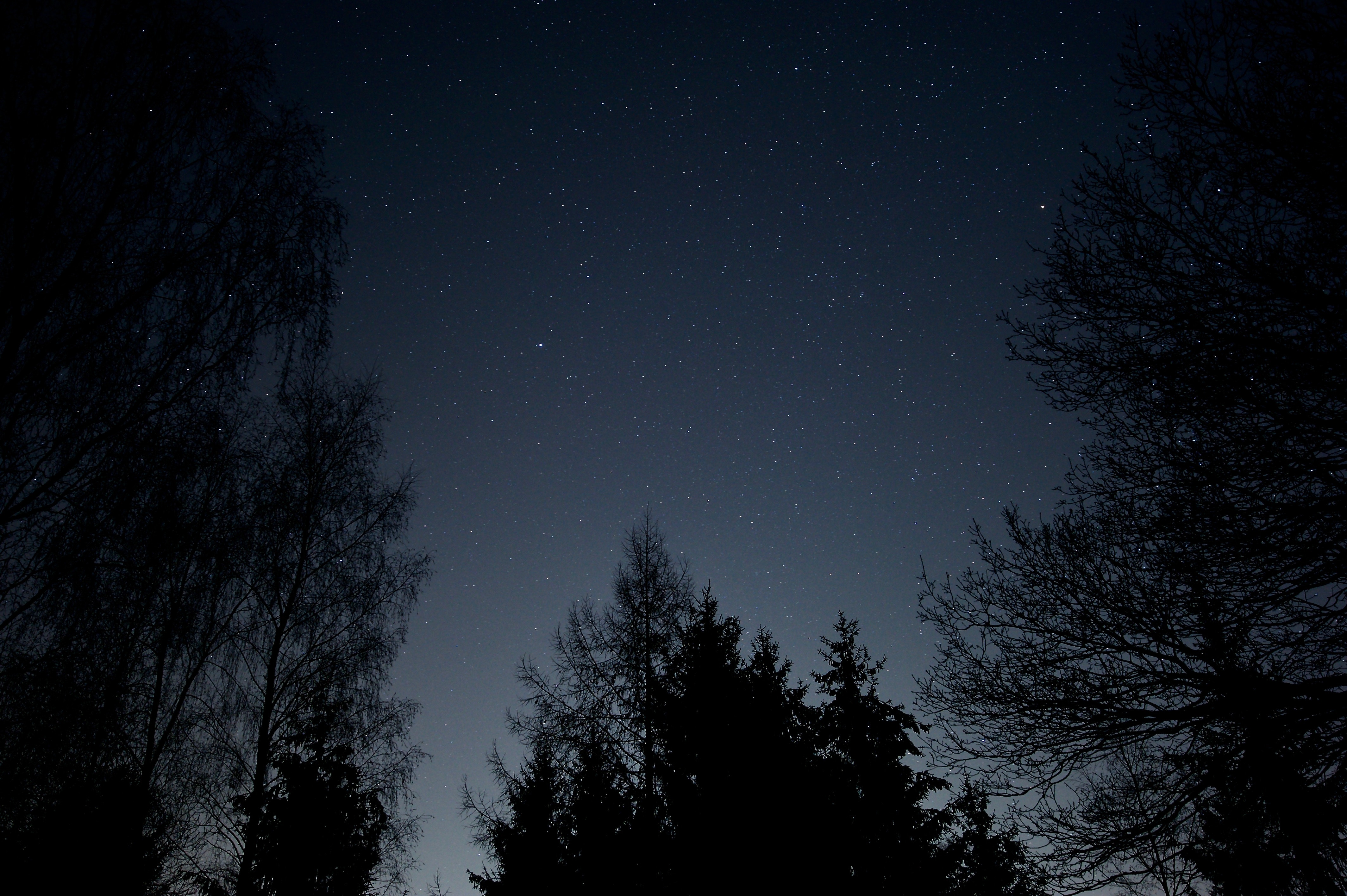 Download mobile wallpaper Branches, Bottom View, Stars, Starry Sky, Nature, Night for free.