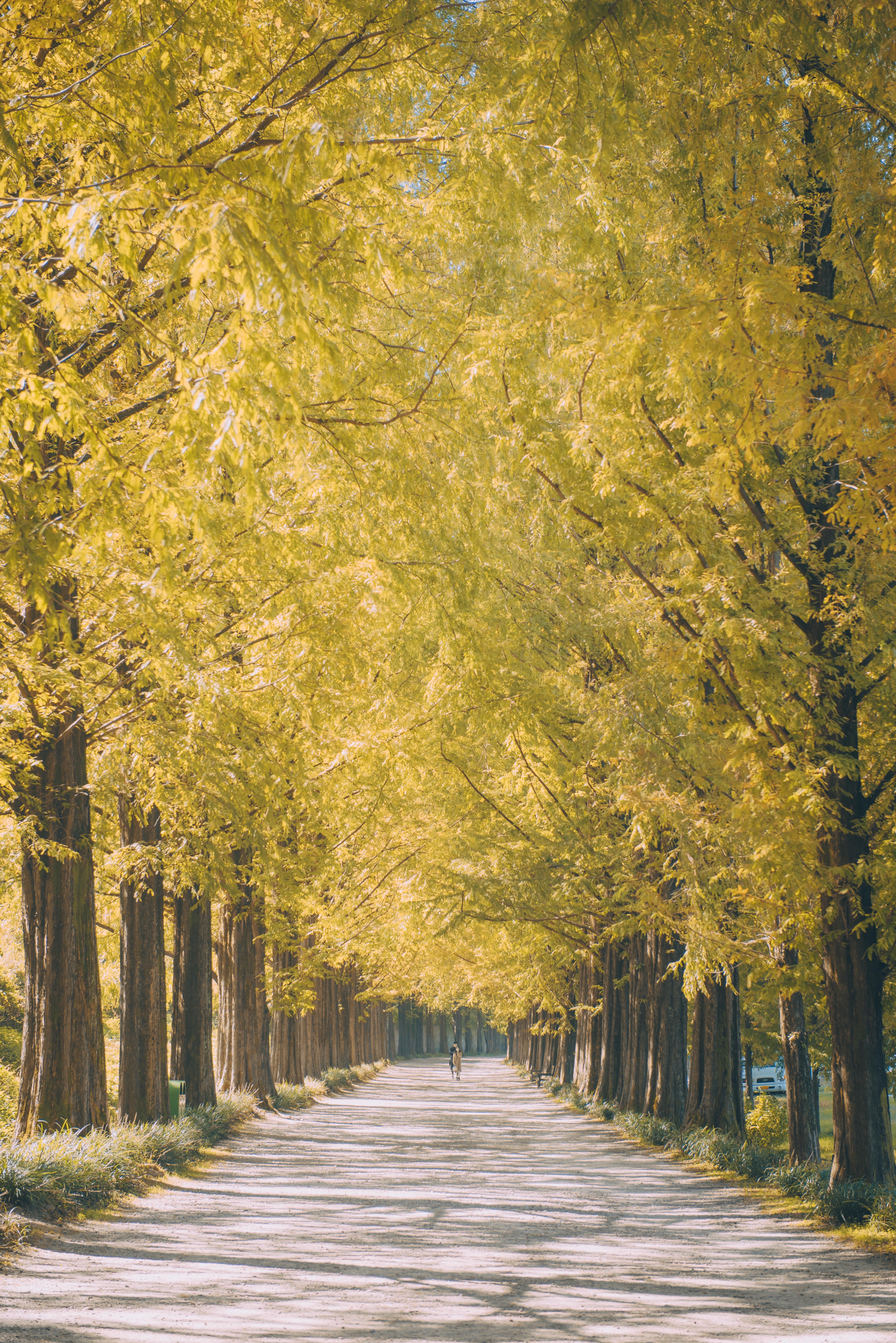 Free download wallpaper Trees, Shine, Nature, Light, Road, Alley on your PC desktop